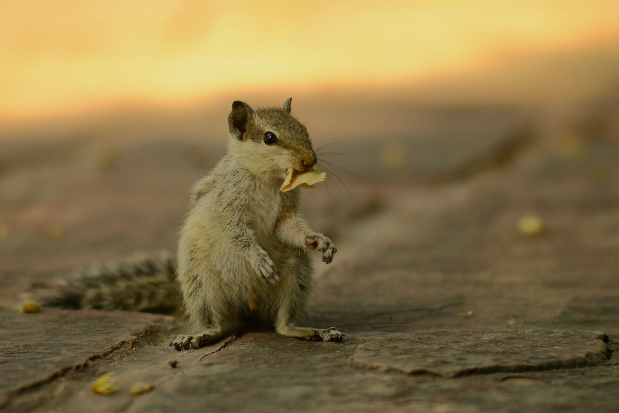 Per un pezzo di chapati