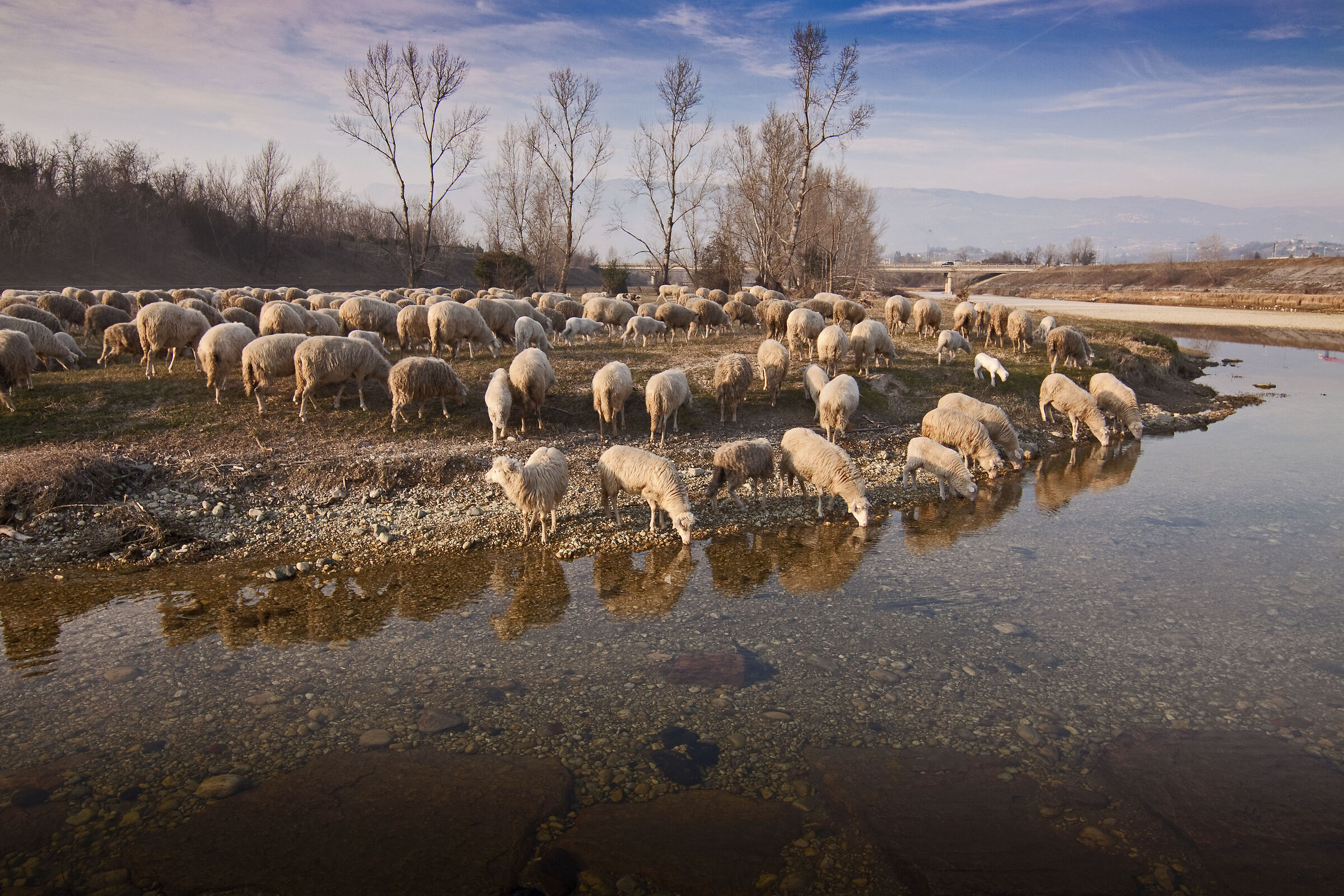 Paesaggio con pecore