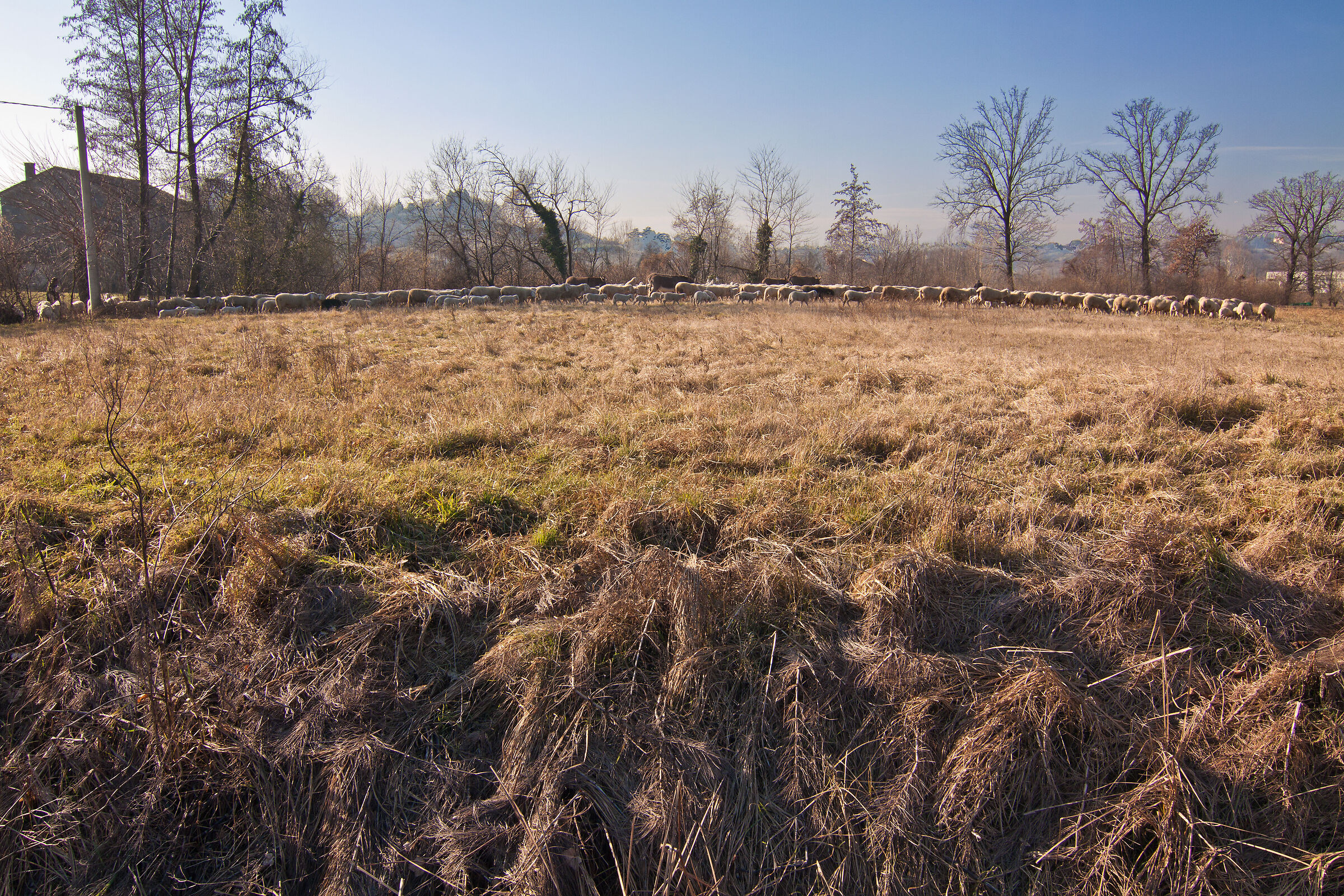 Paesaggio con pecore