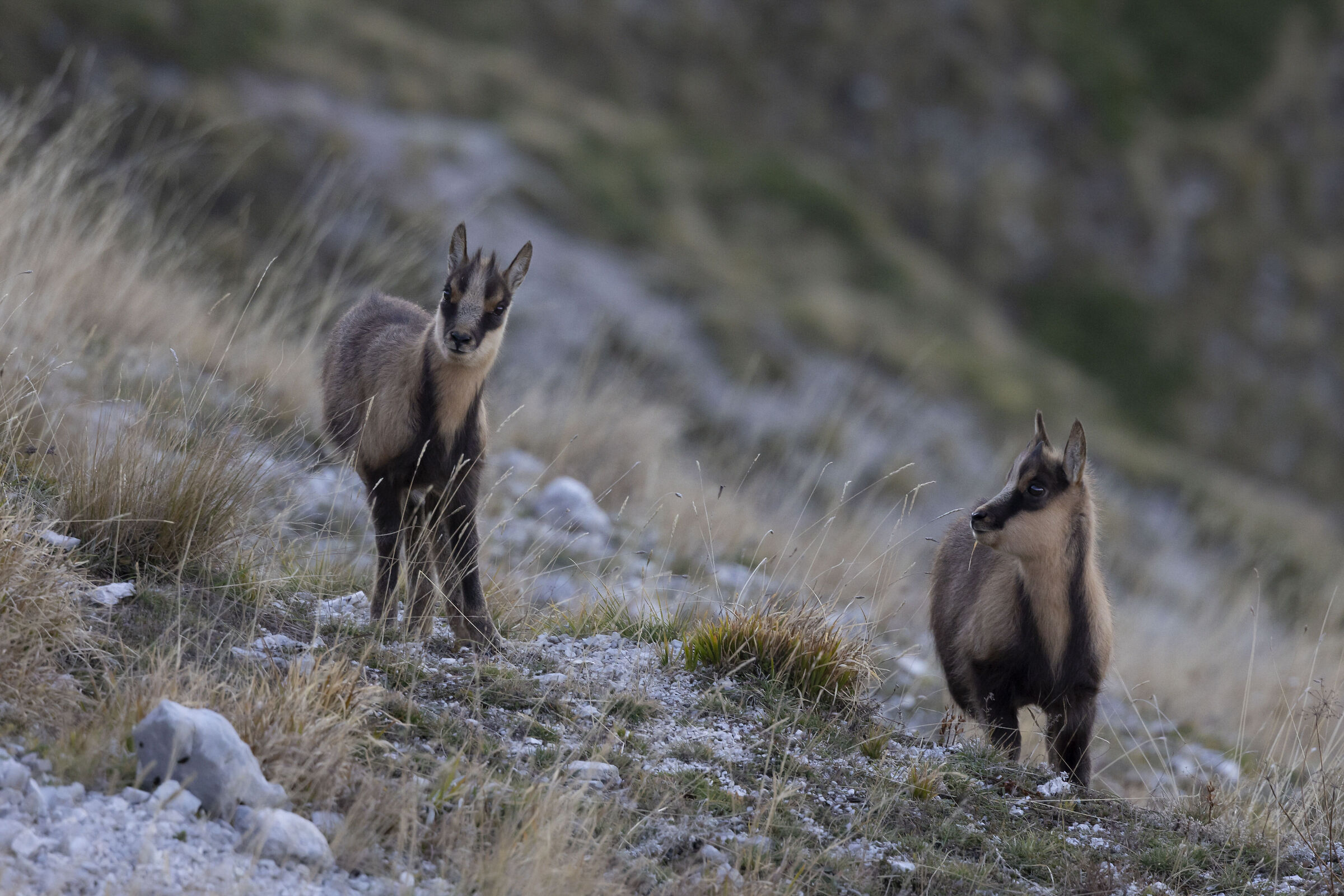 Small chamois