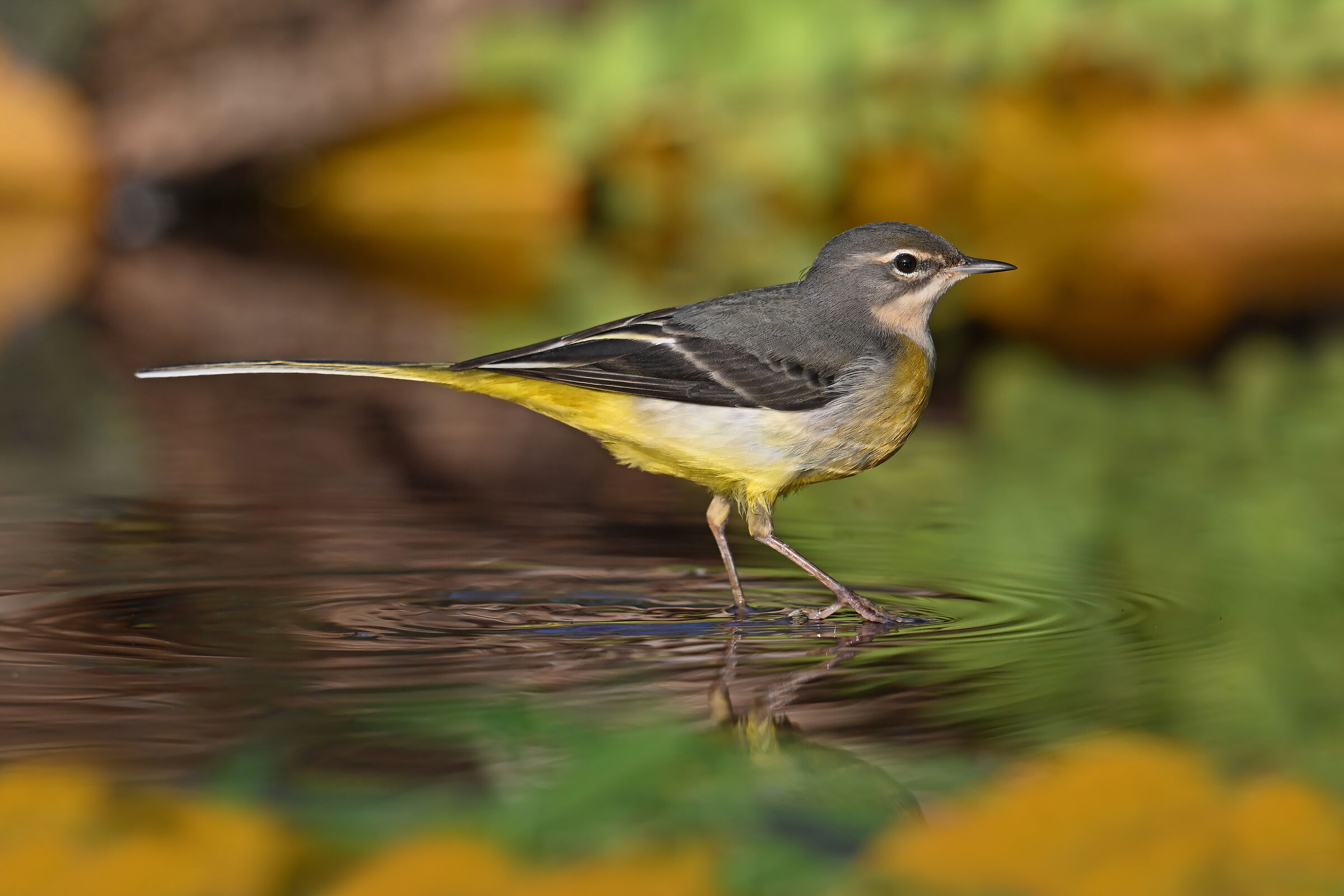 Feather Stories 11 (Yellow Wagtail)