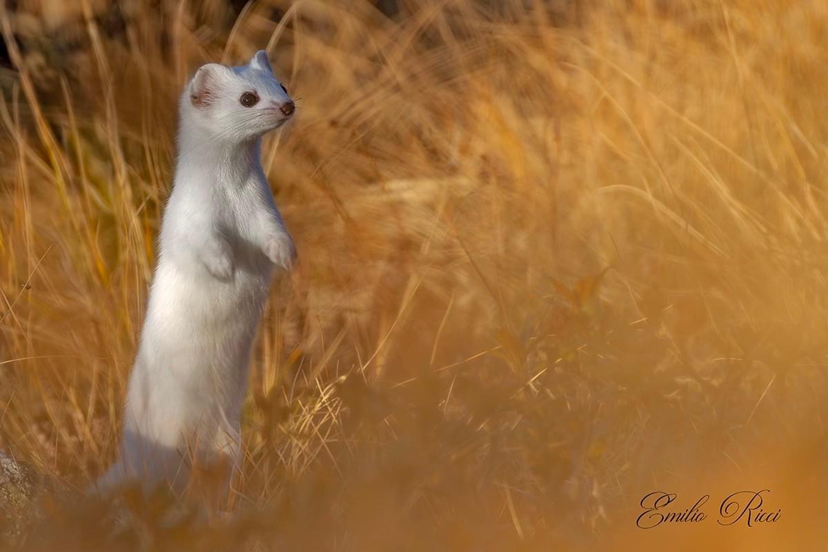 Ermine
