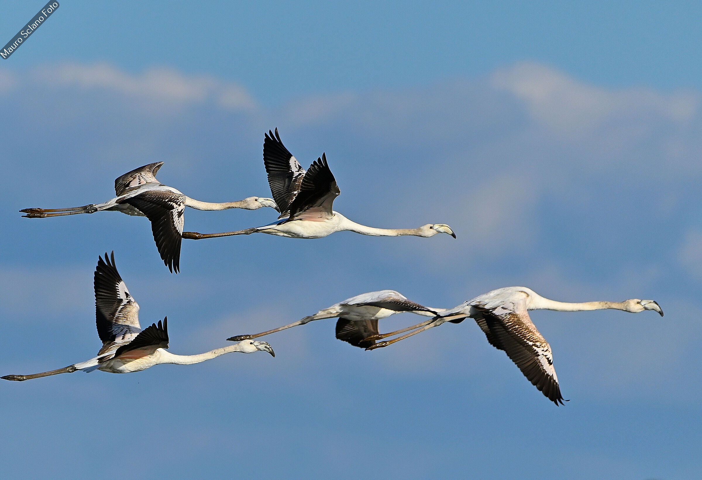 Young flamingos in flight