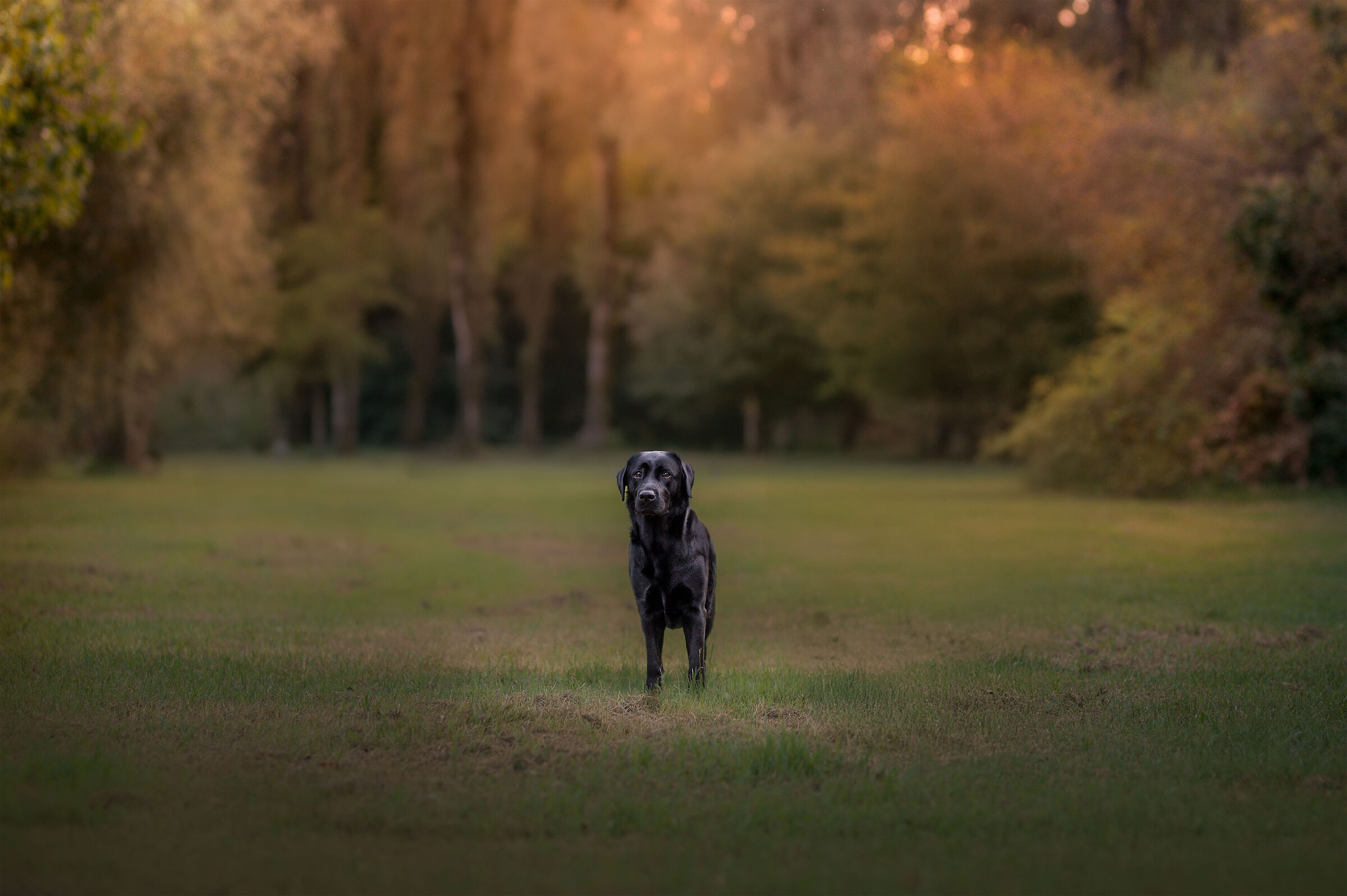Zoe
