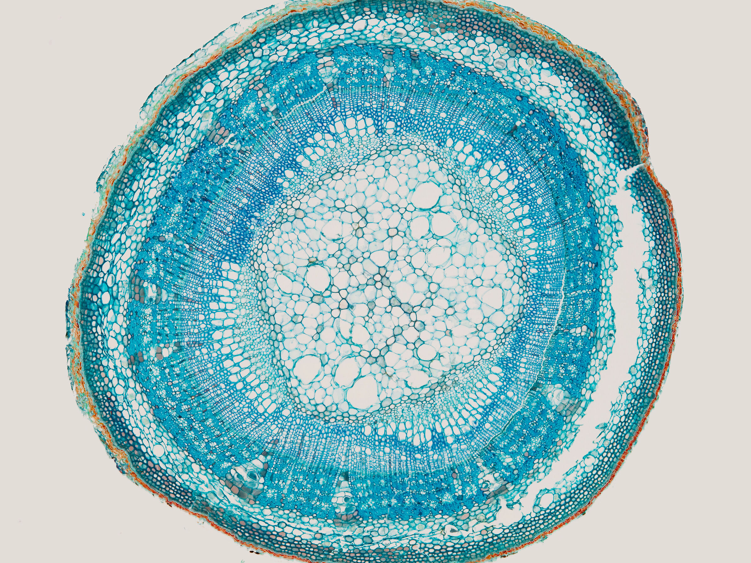 Dicotyledon - Toluidine Blue stain