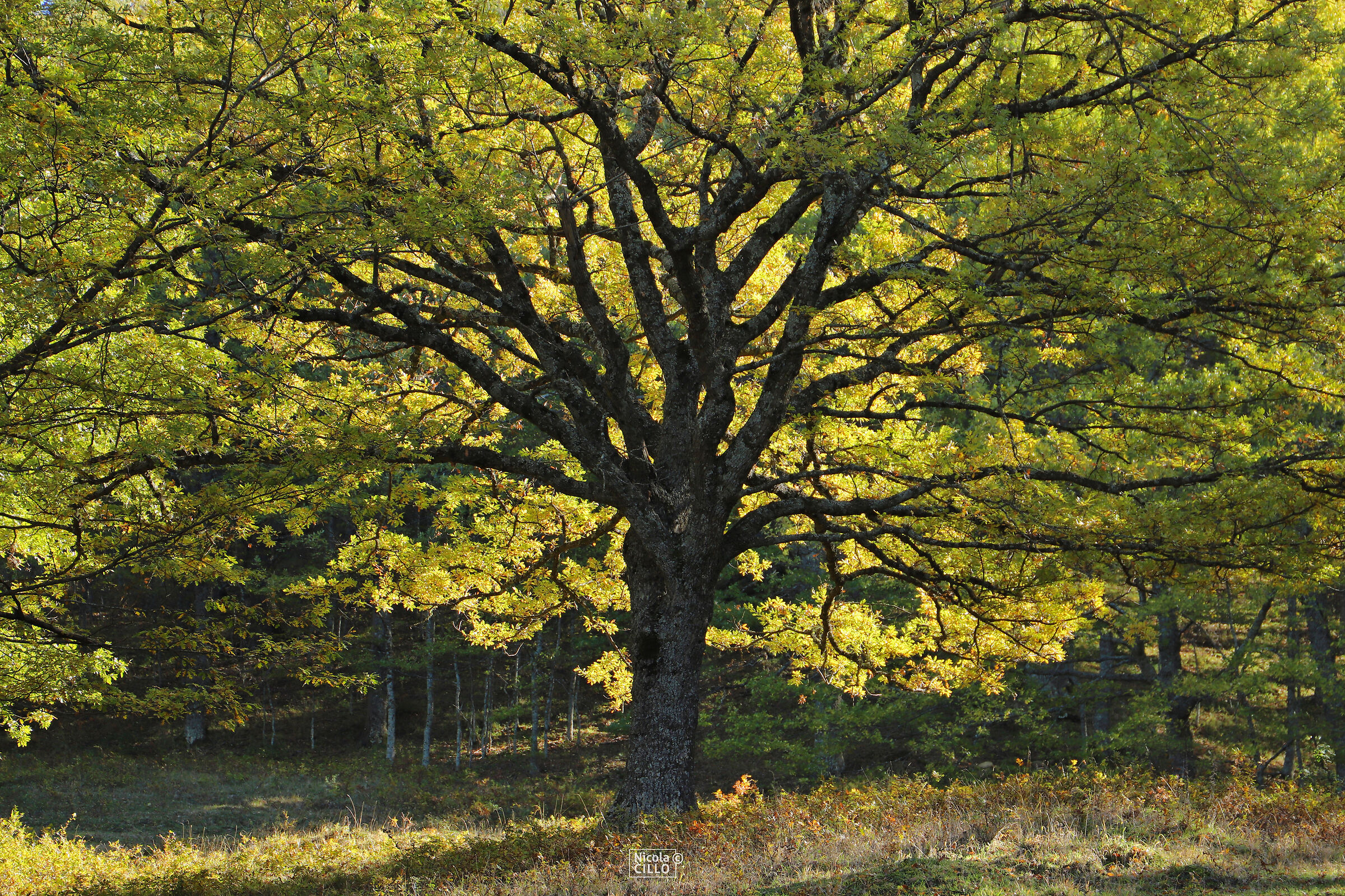 happy quercus