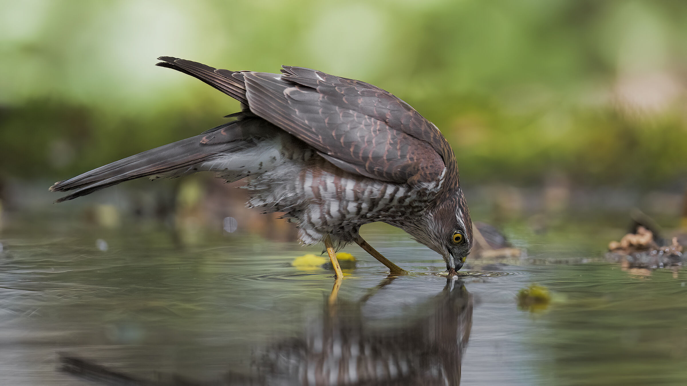 Sparrowhawk8