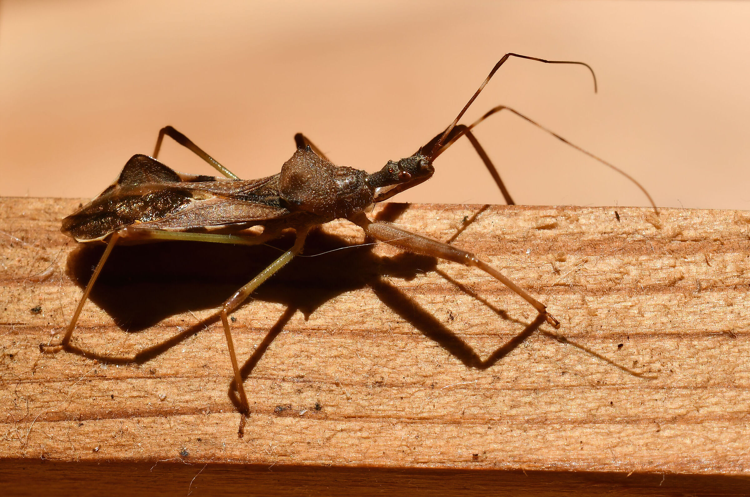 Nagusta Goedellii...