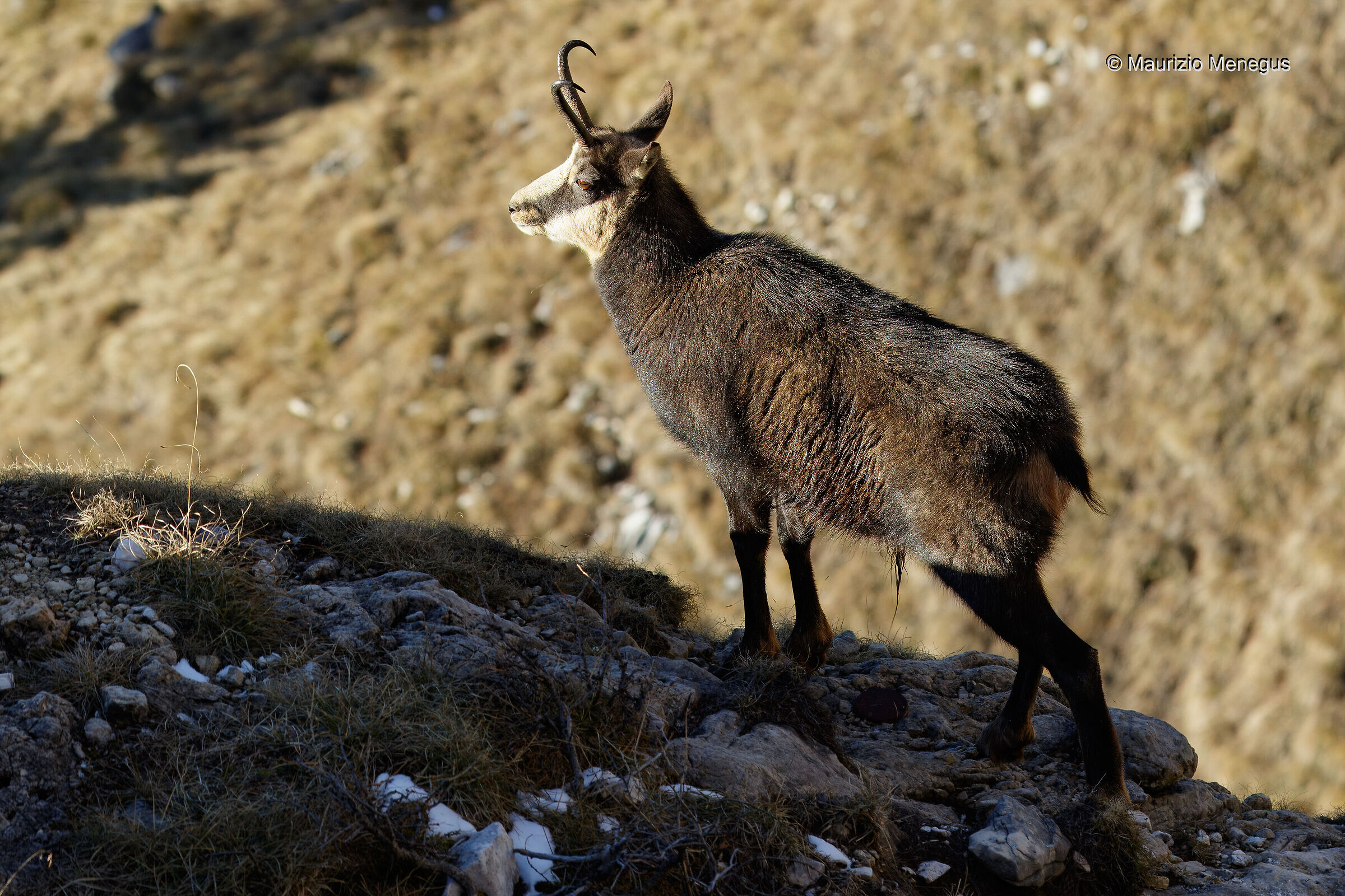 Una vecchia conoscenza