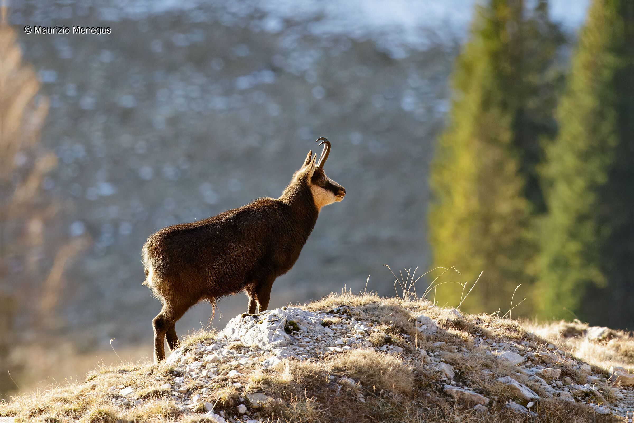 Il maschio controlla il rivale in lontananza