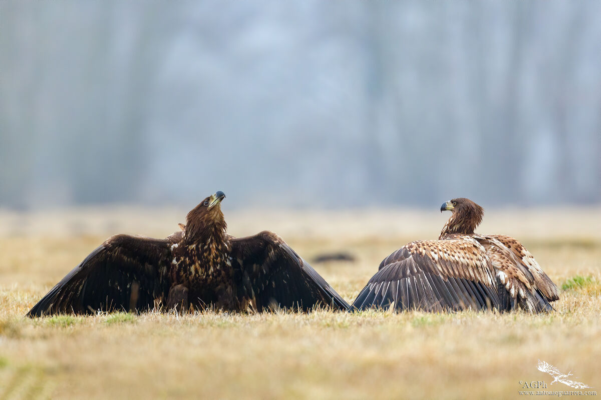 Discussioni - Aquila di mare