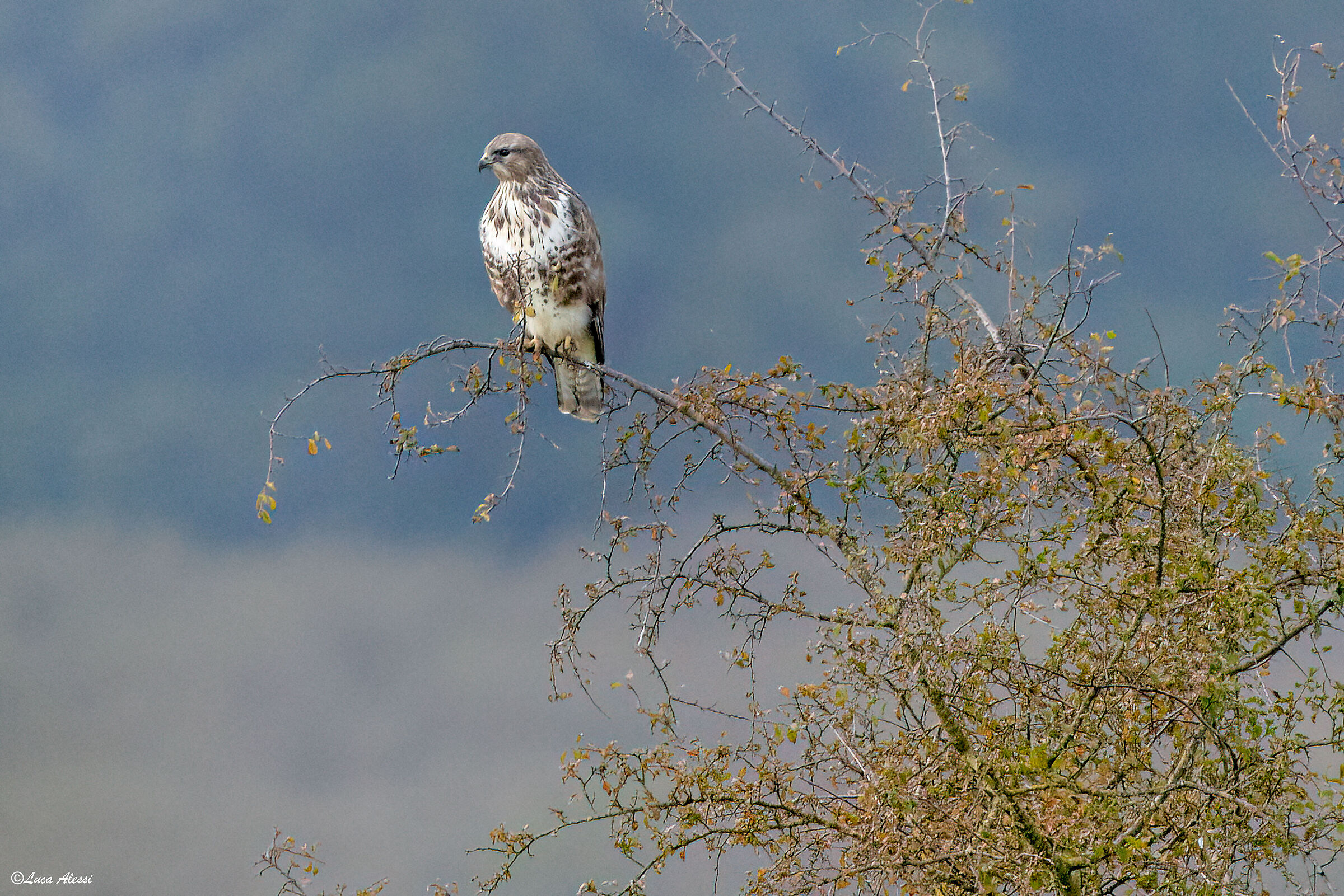 Buzzard