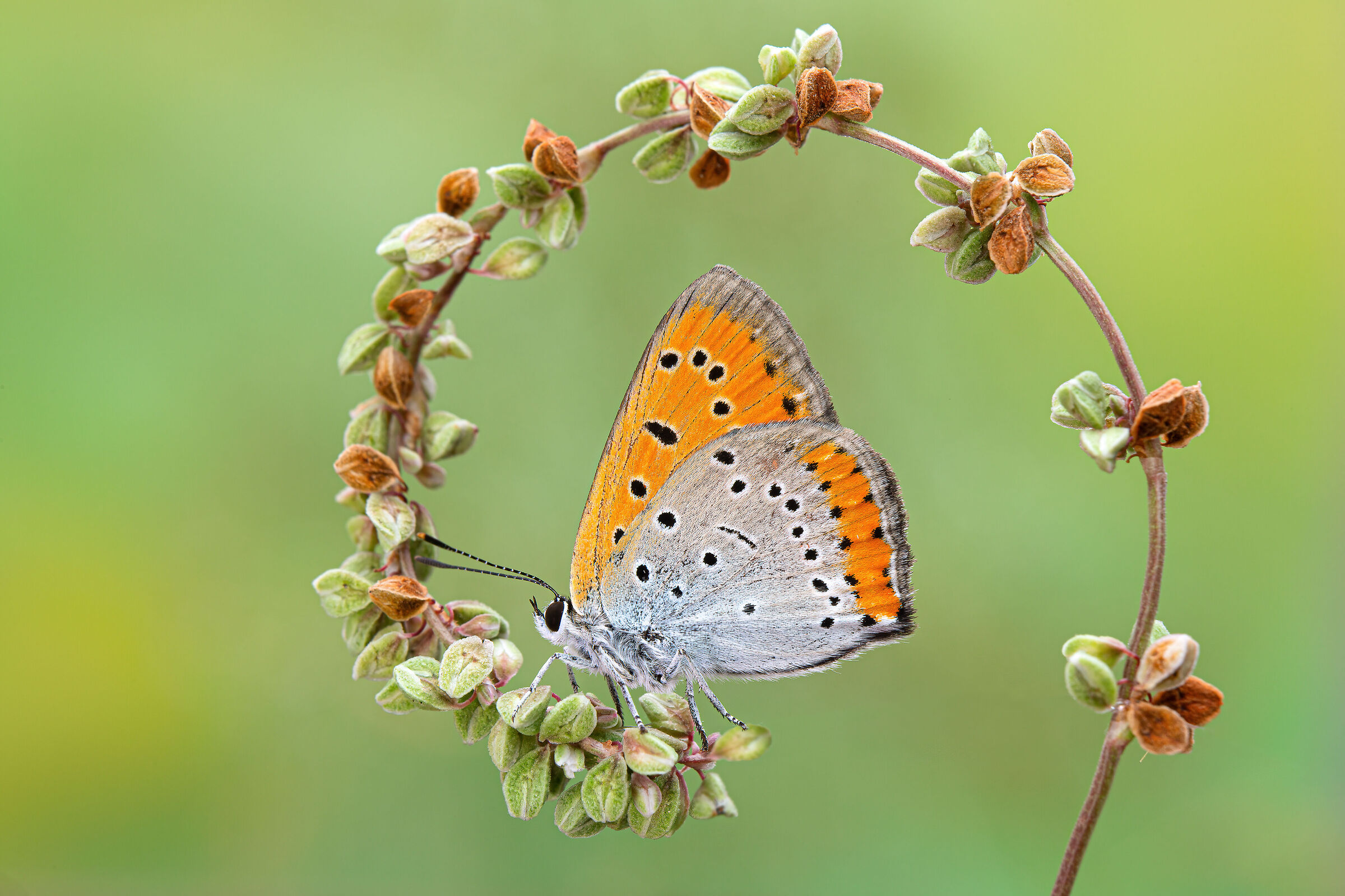Lycaena Dispar