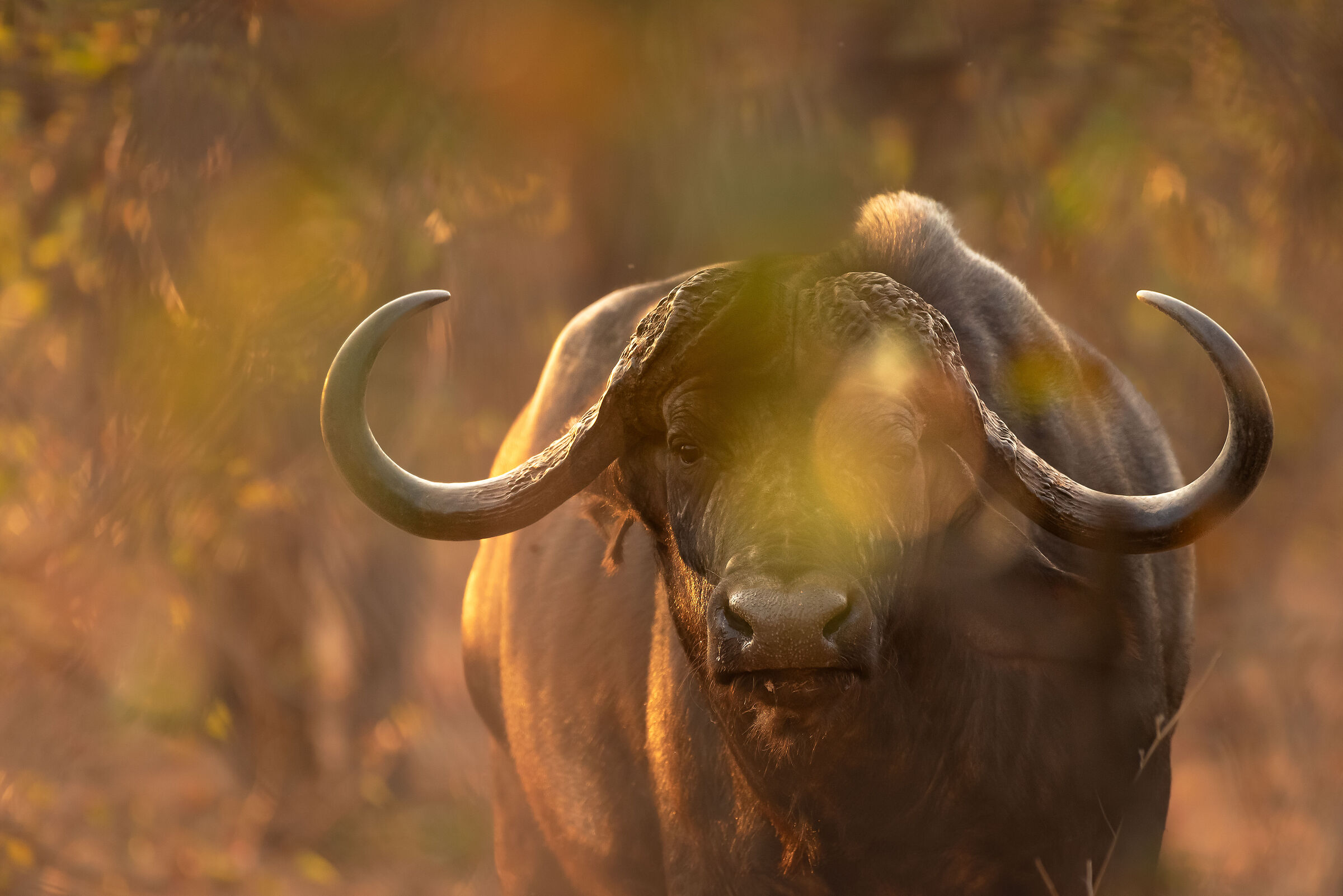 buffalo