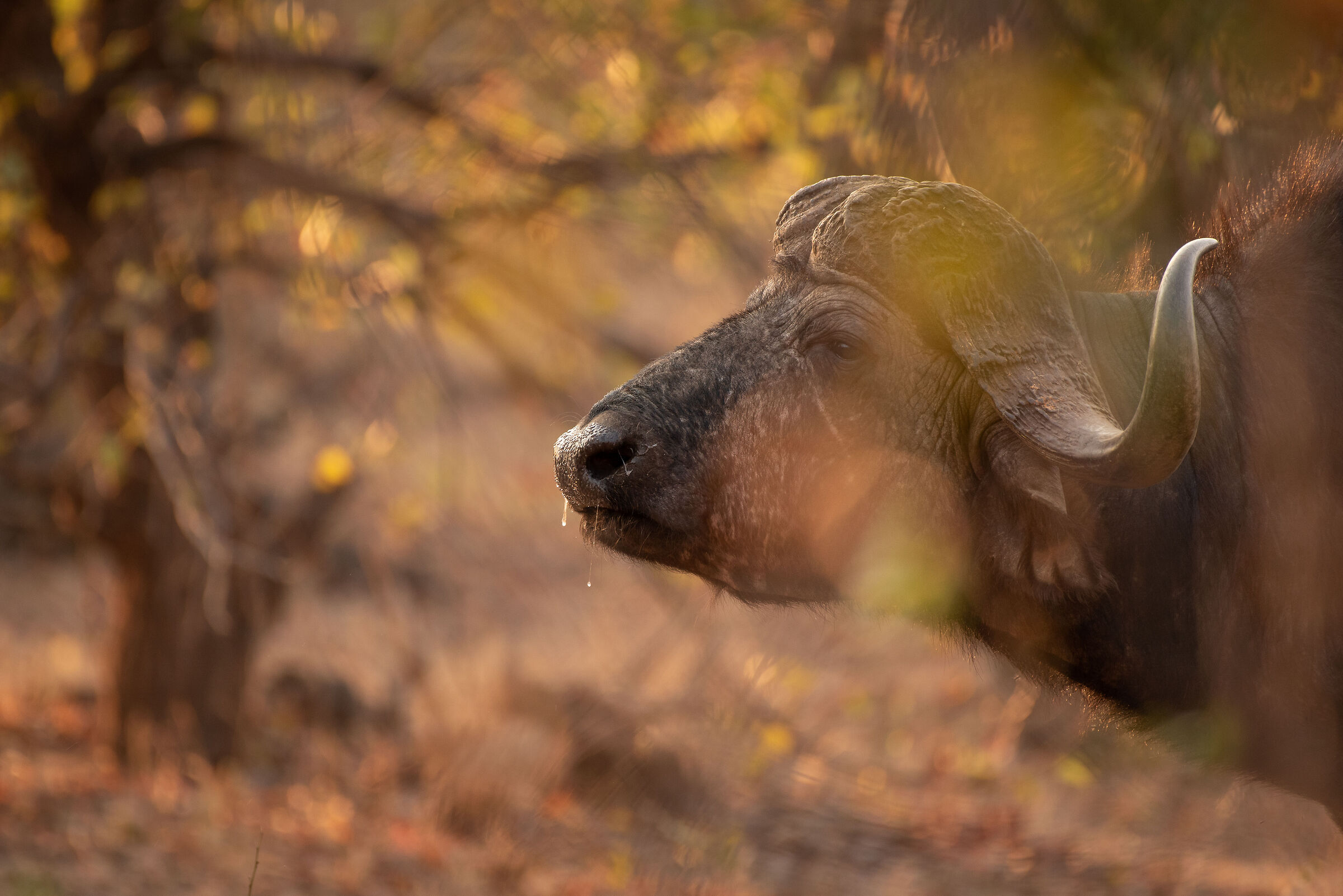 Golden buffalo