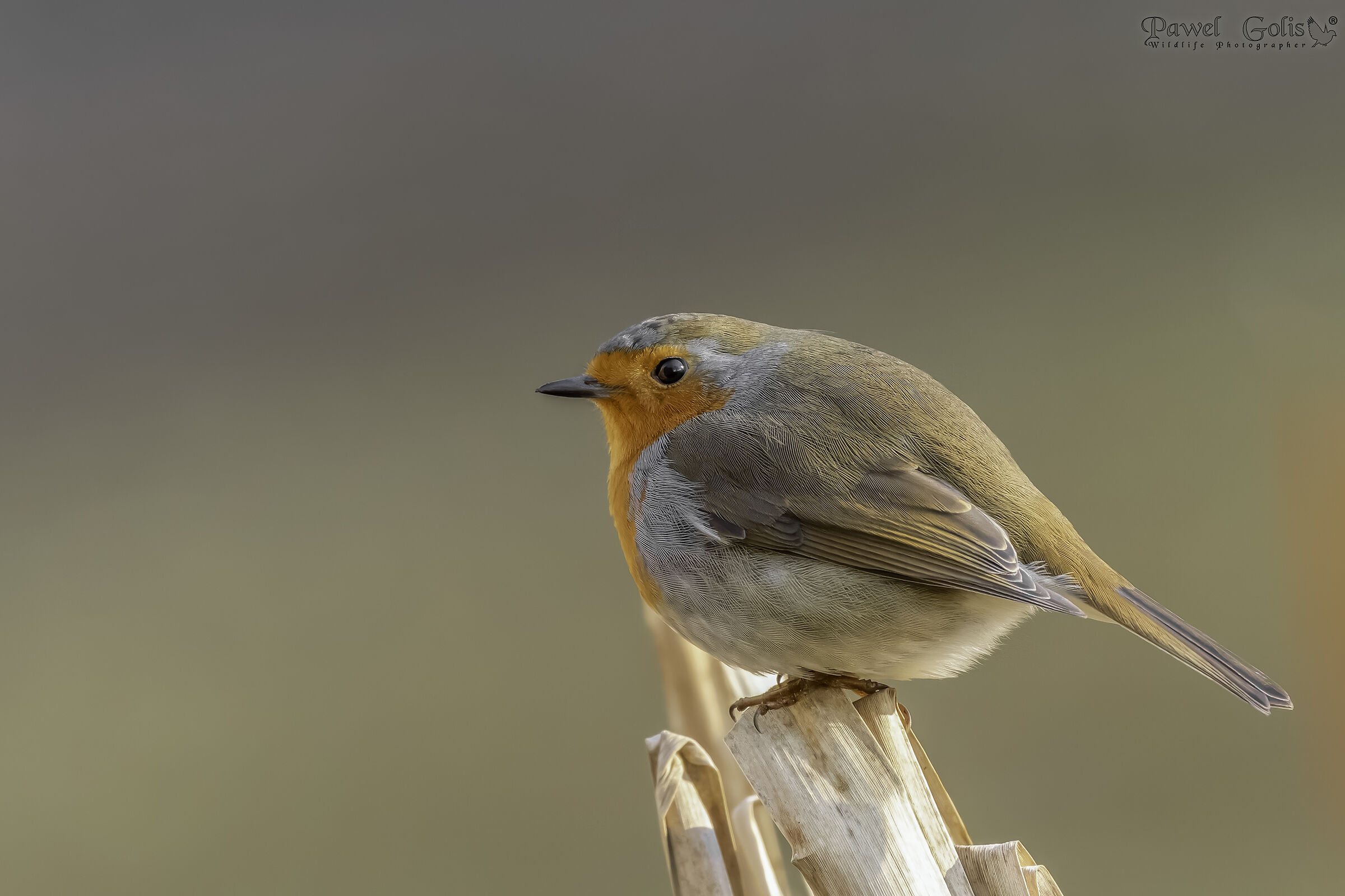 Pettirosso europeo (Erithacus rubecula)