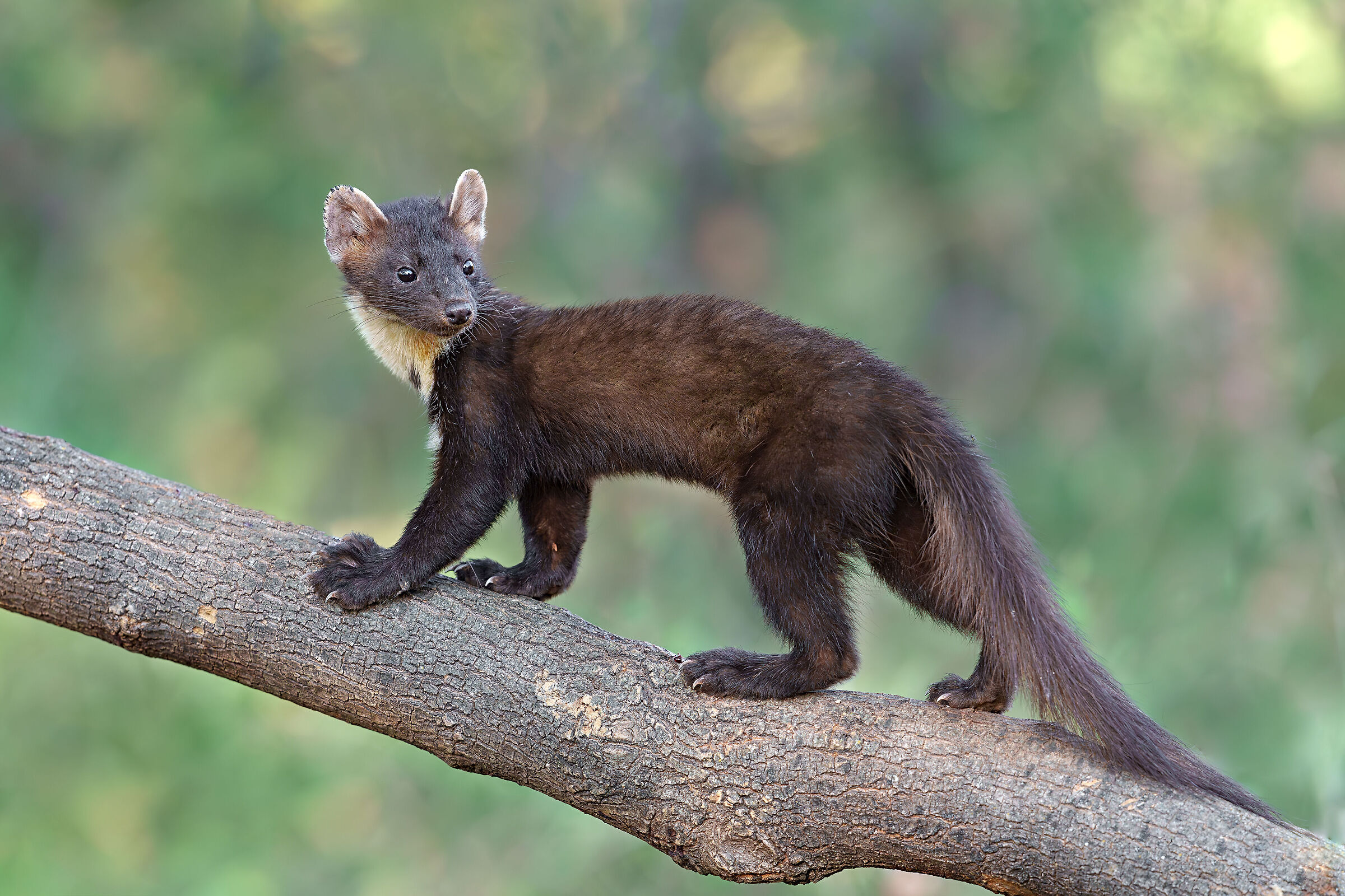 Marten