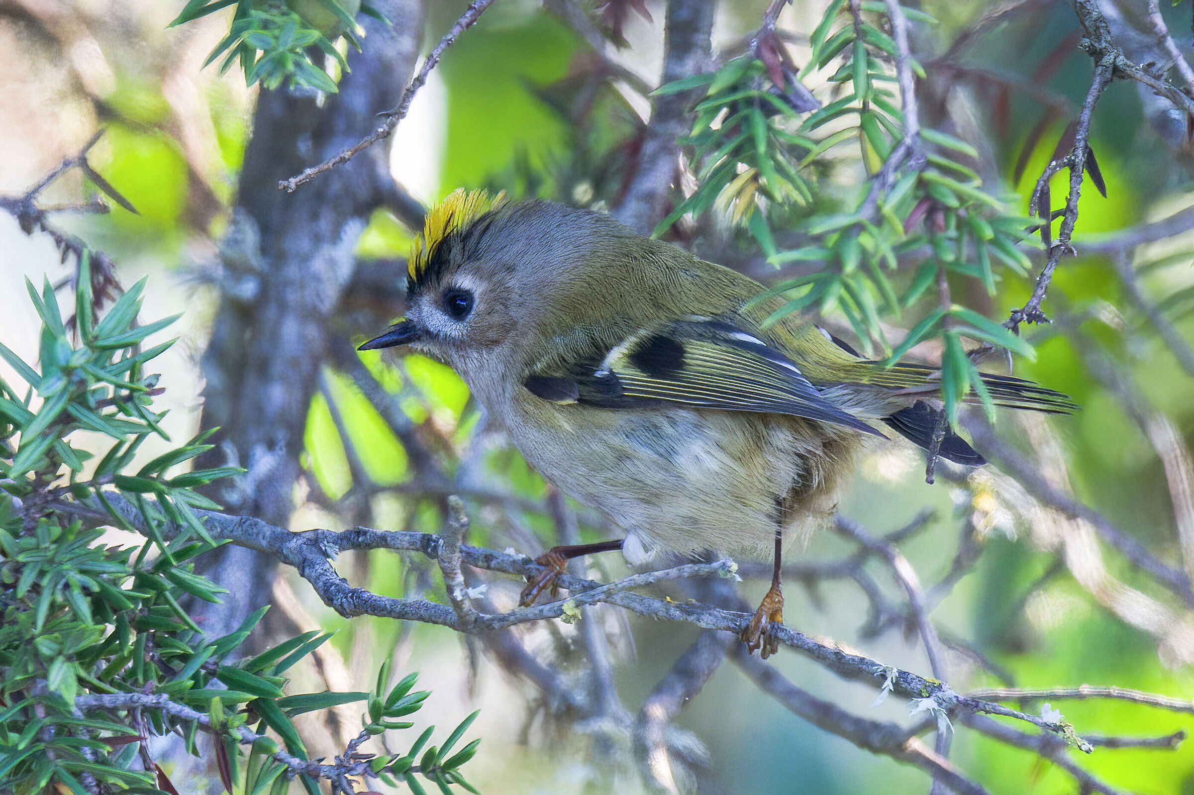 Regolo(Regulus regulus)