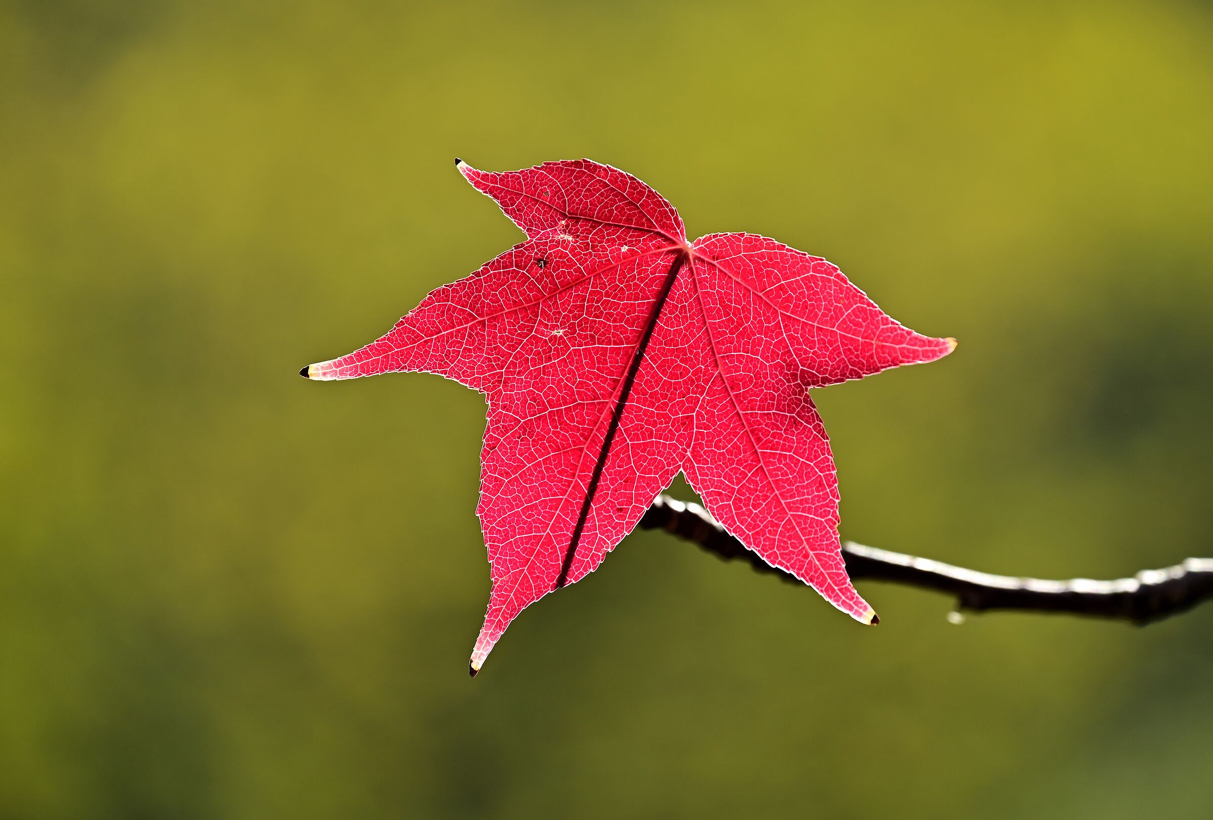 La primaria basilare essenza delle meraviglie d'autunno