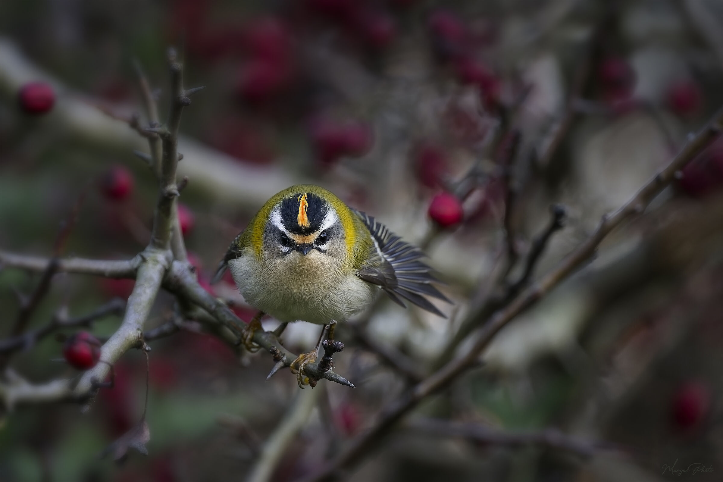 A flutter of wings, female flower