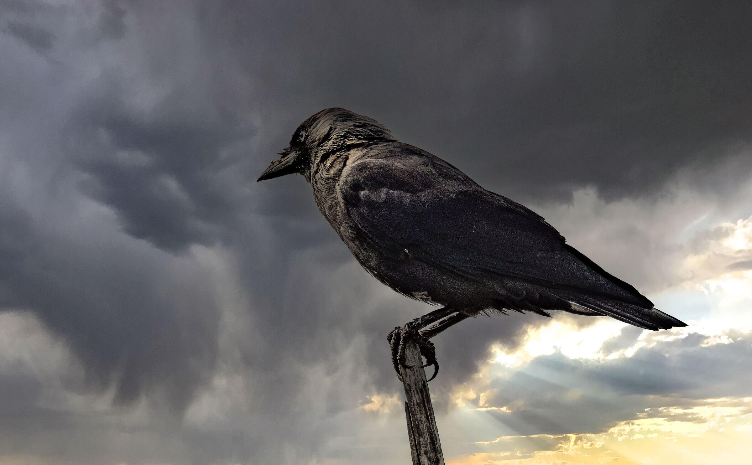 jackdaw