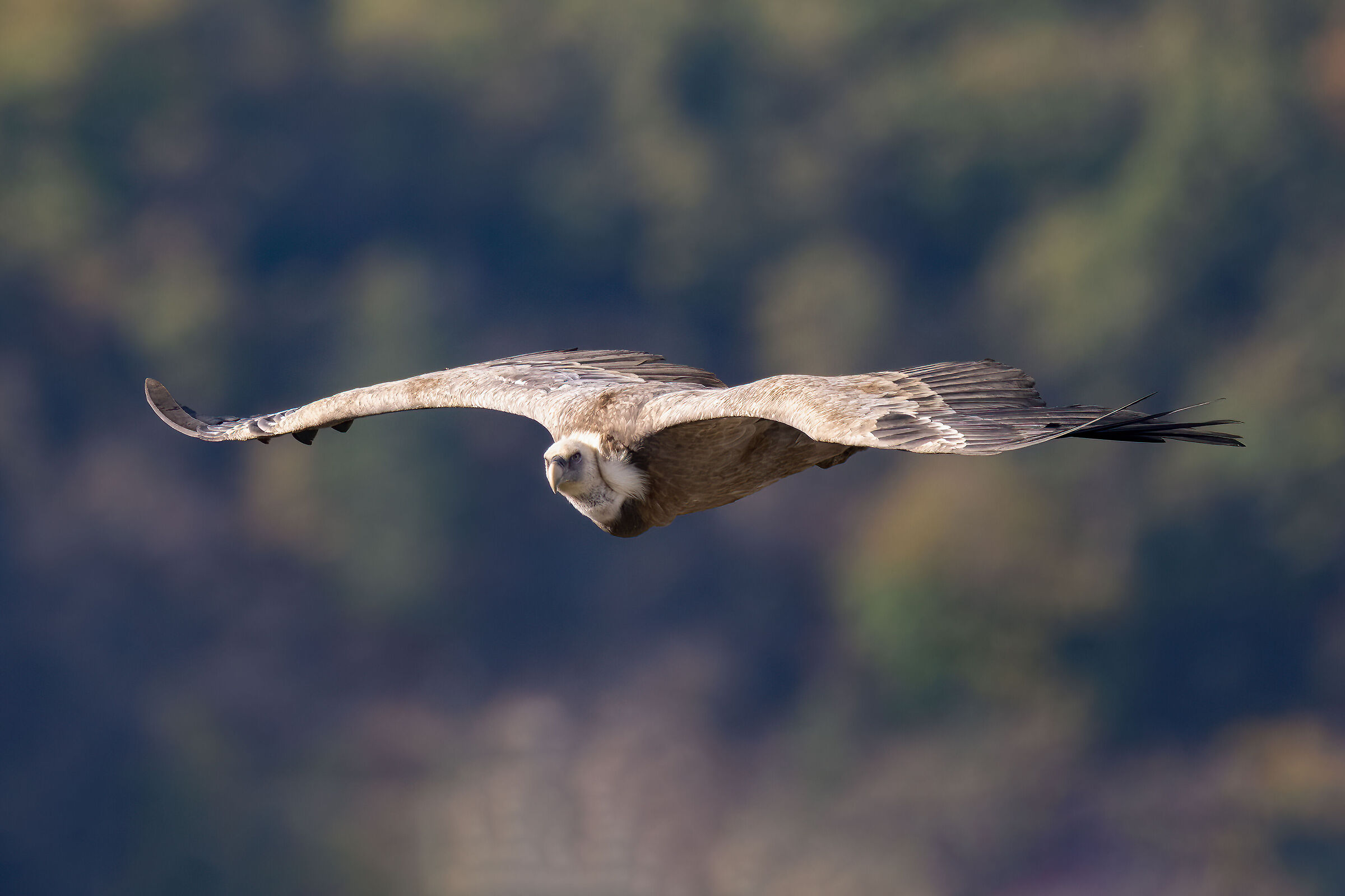 Griffin - Barronies Provencal