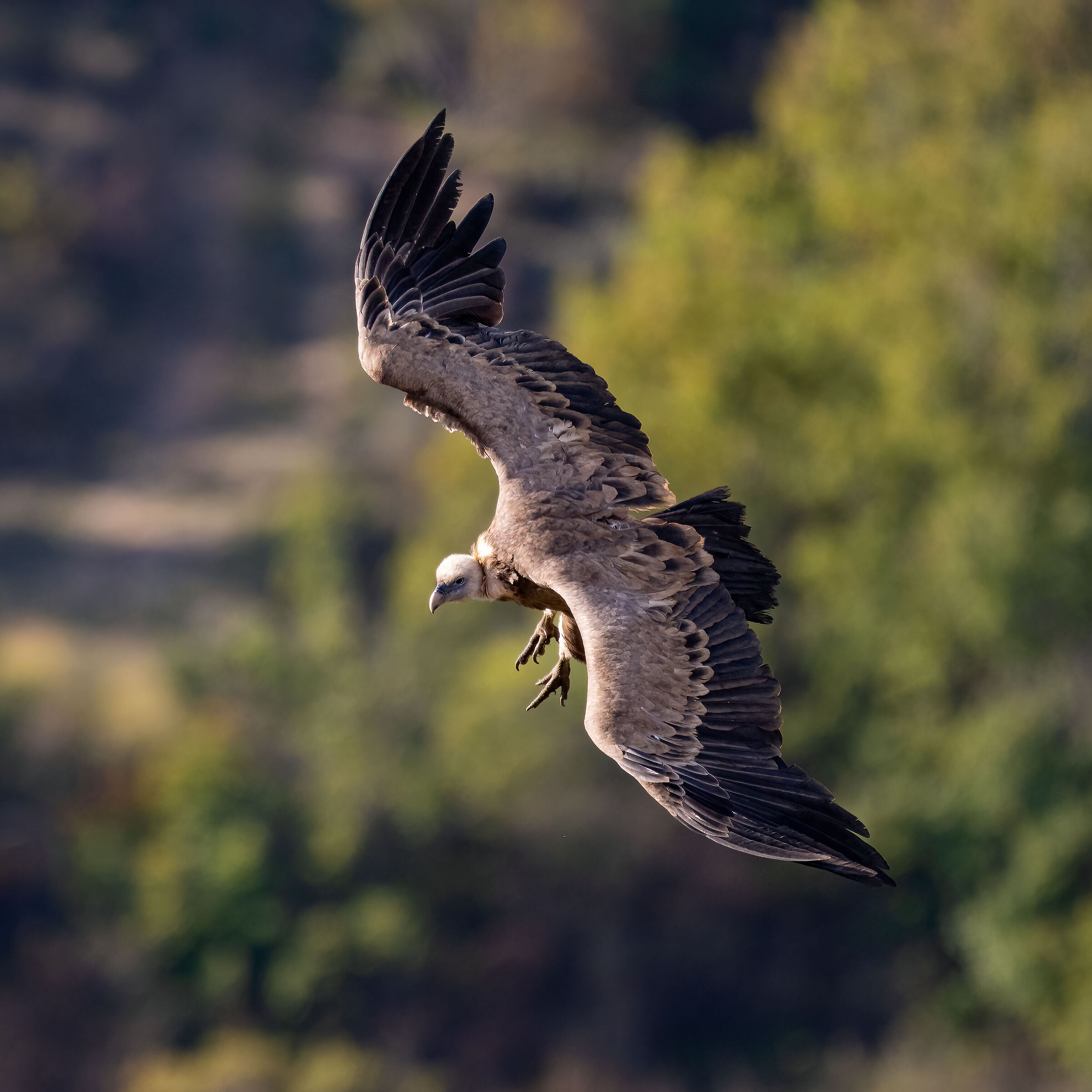 Griffin - Barronies Provencal