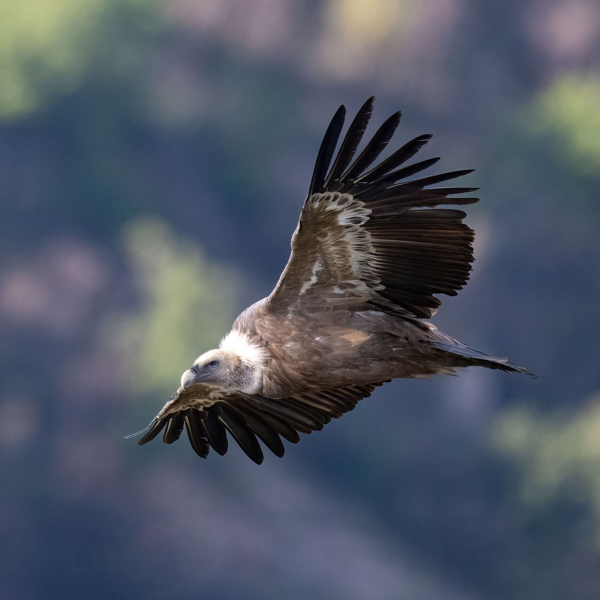 Griffin - Barronies Provencal