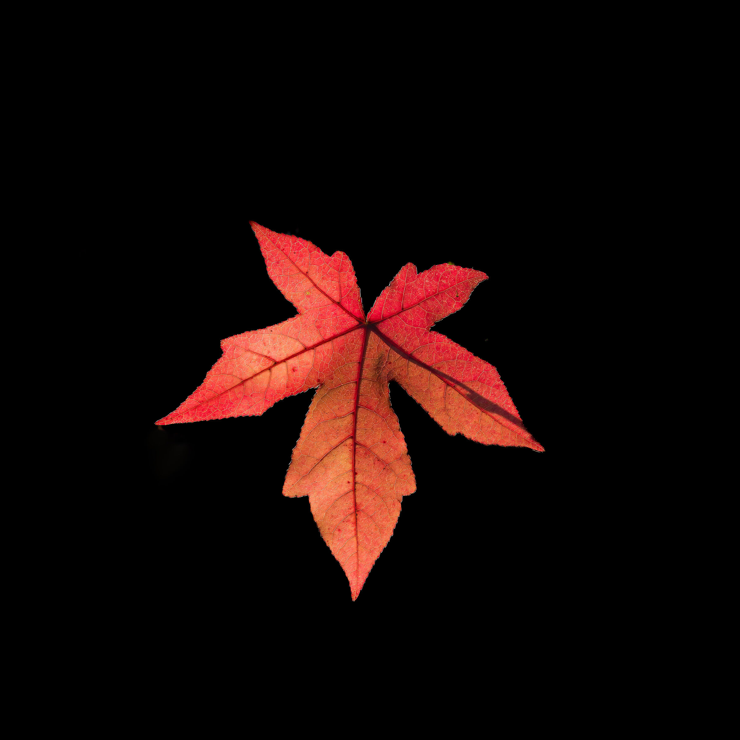 Autumn
