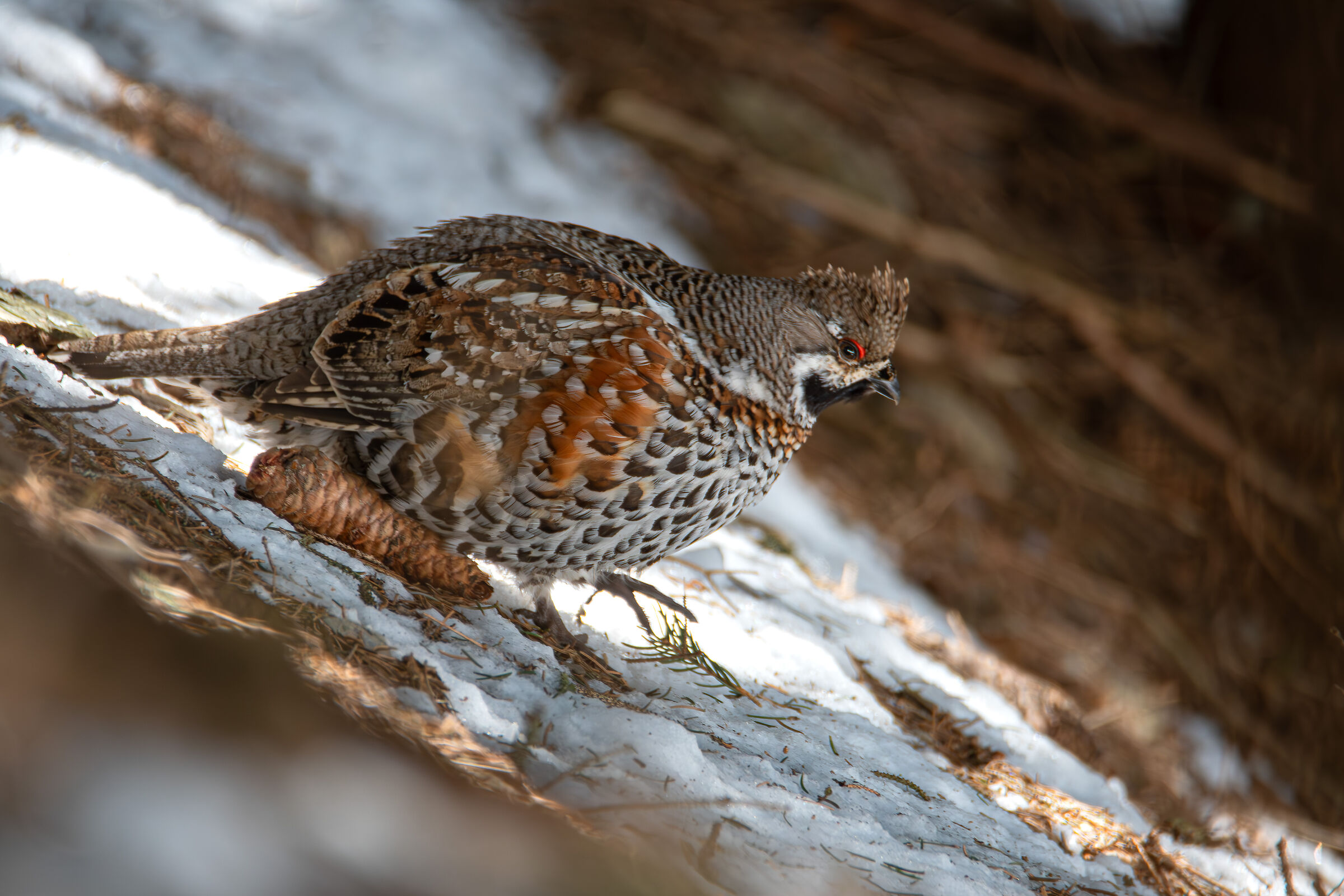Hazel grouse