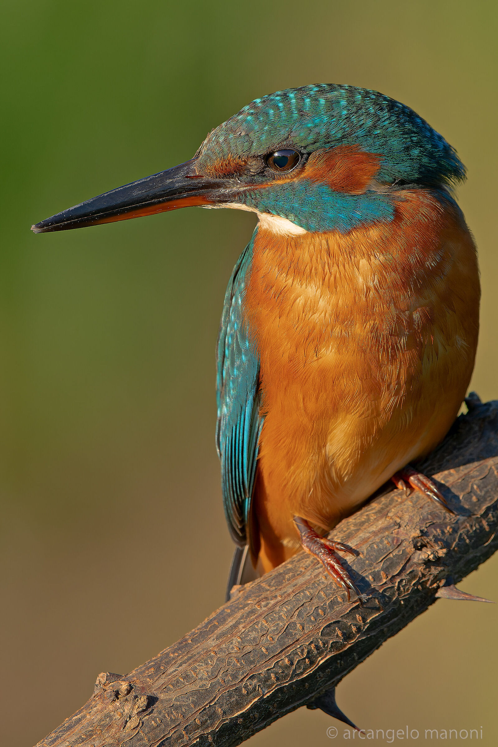 Kingfisher
