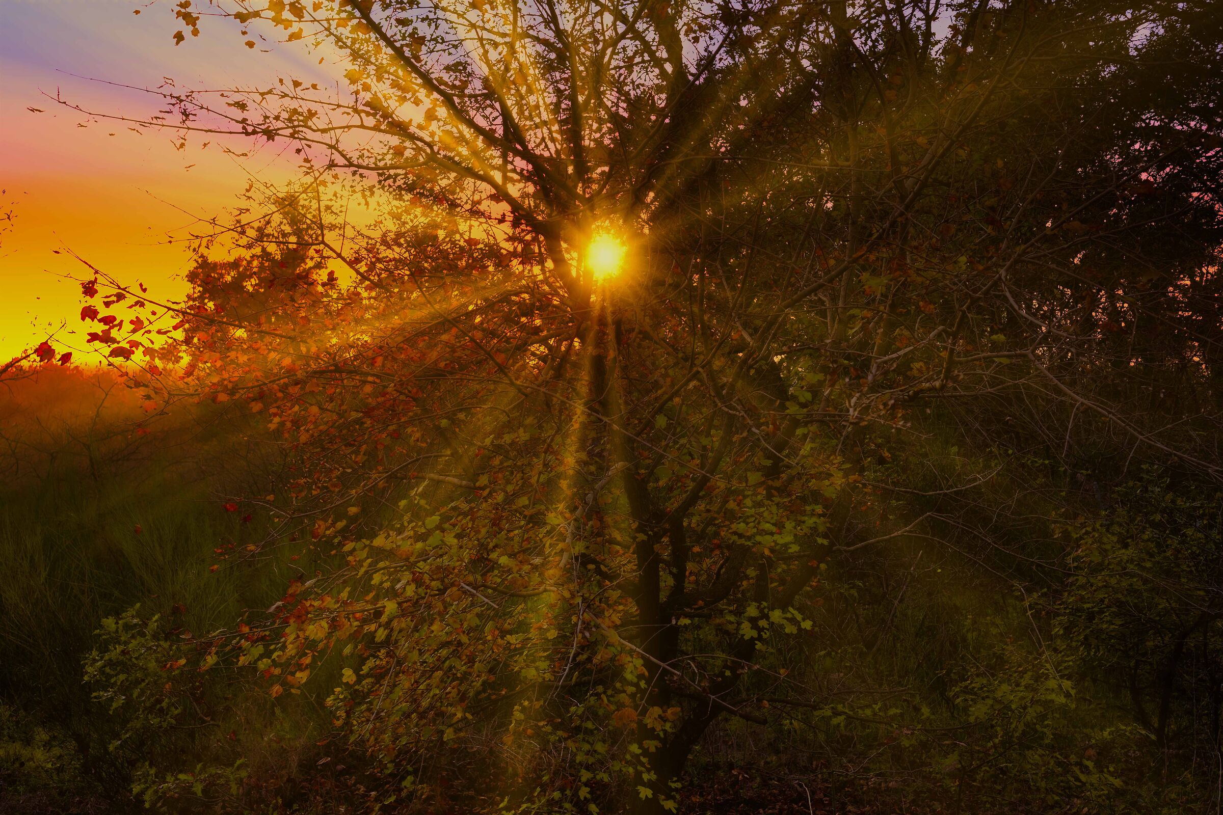 Ultime foglie nell'ultimo sole