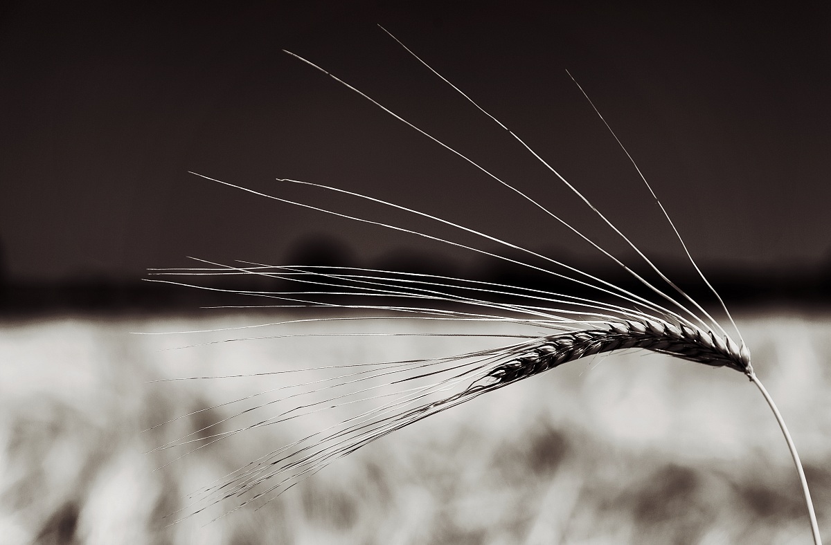 Il biondo dorato della spiga