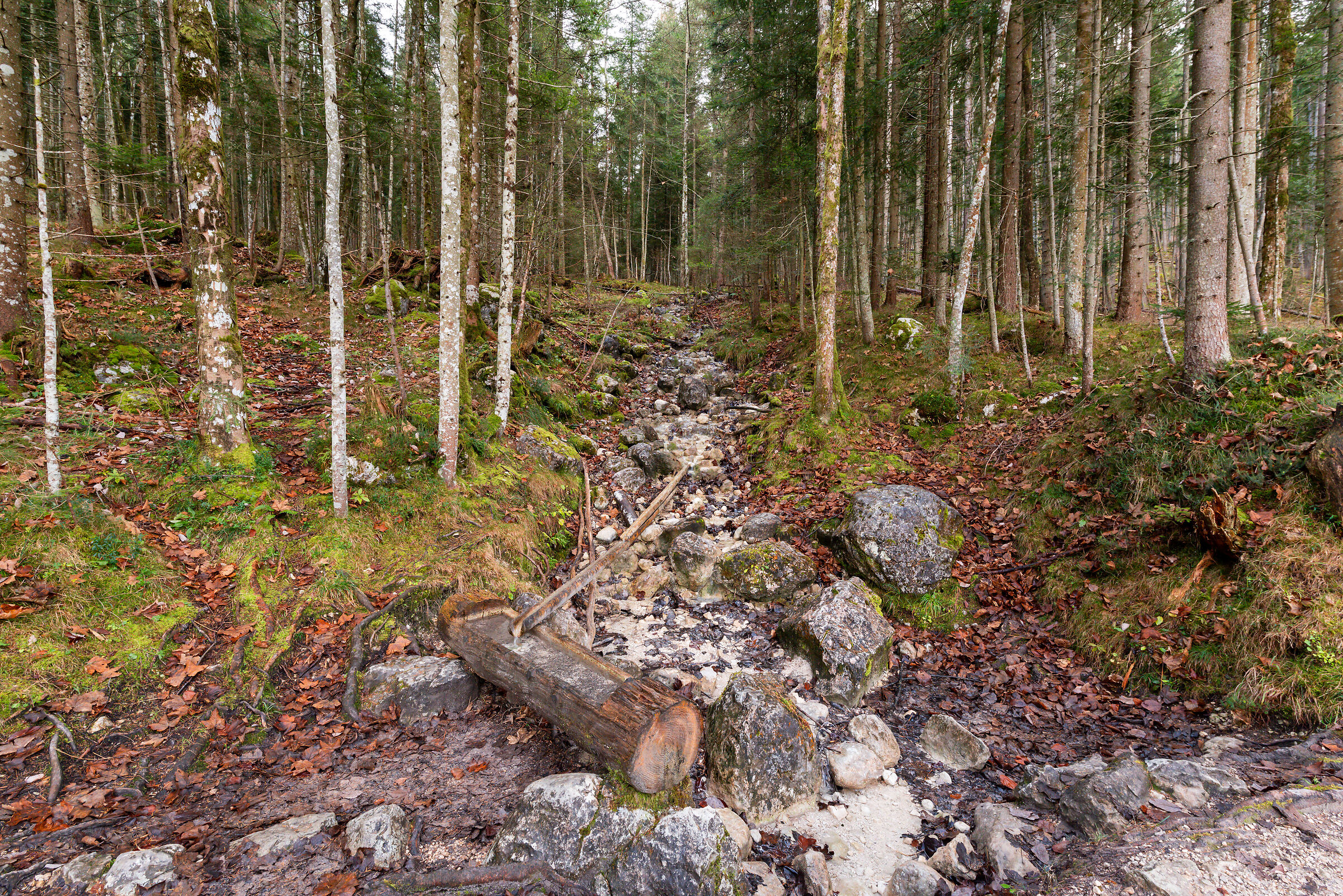 Forest