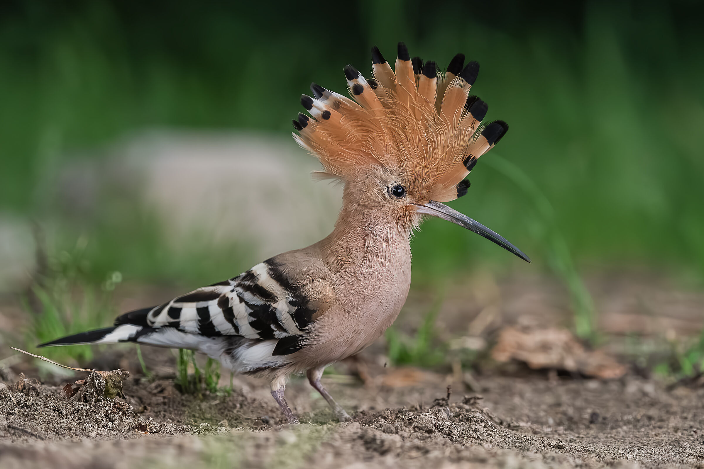 Hoopoe (Upupa epops)
