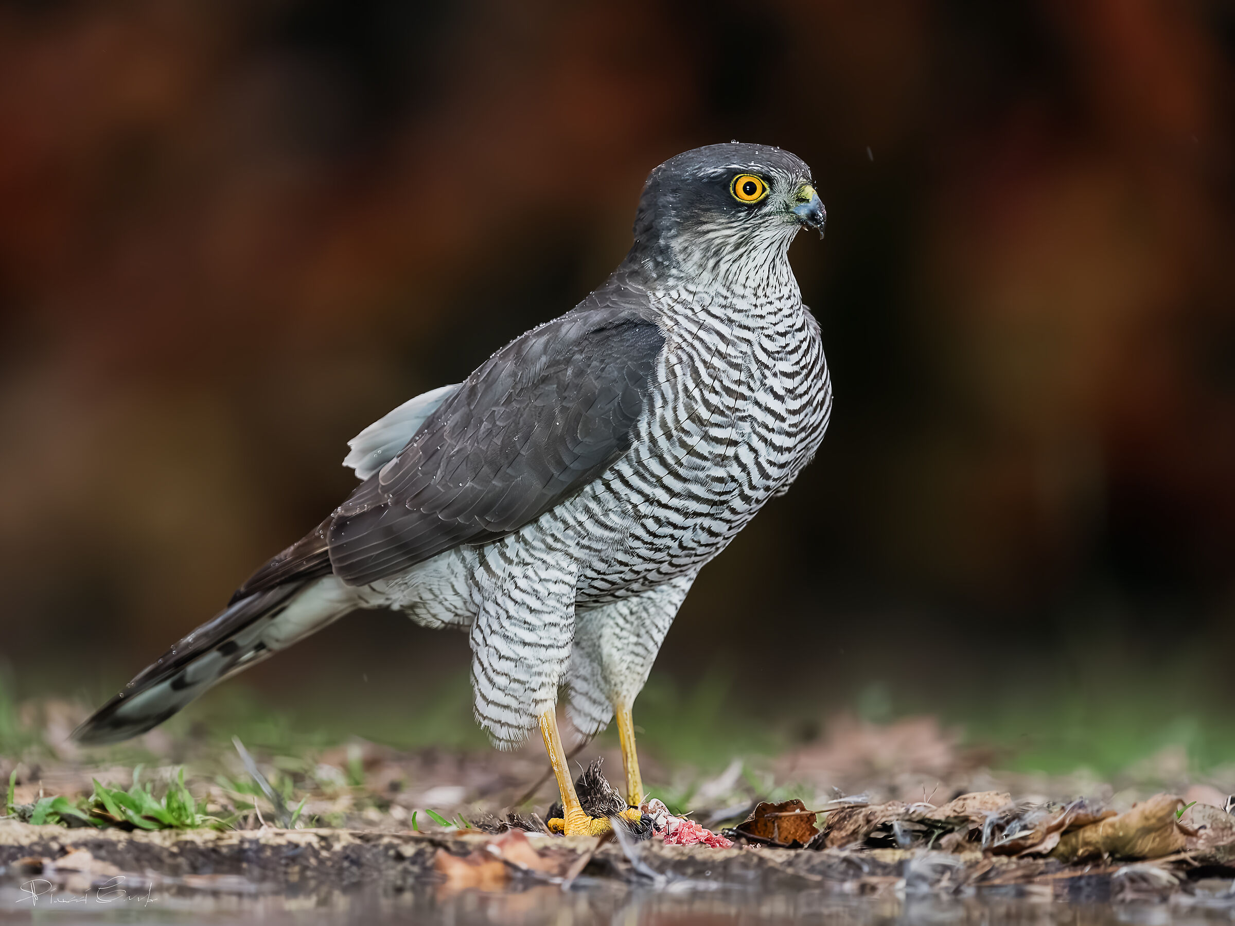 Eurasian Sparrowhawk (Accipiter nisus)