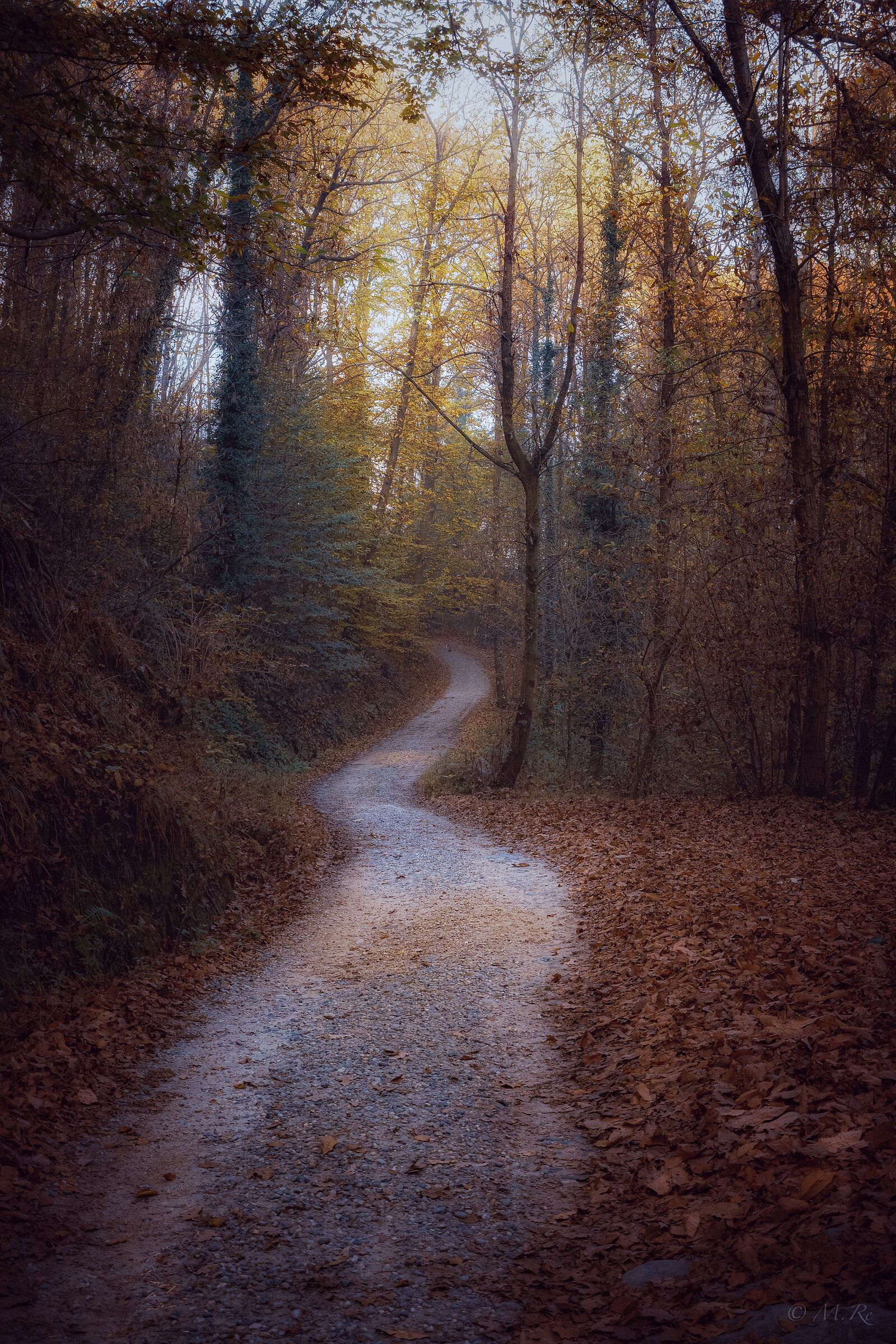 Strada nel bosco