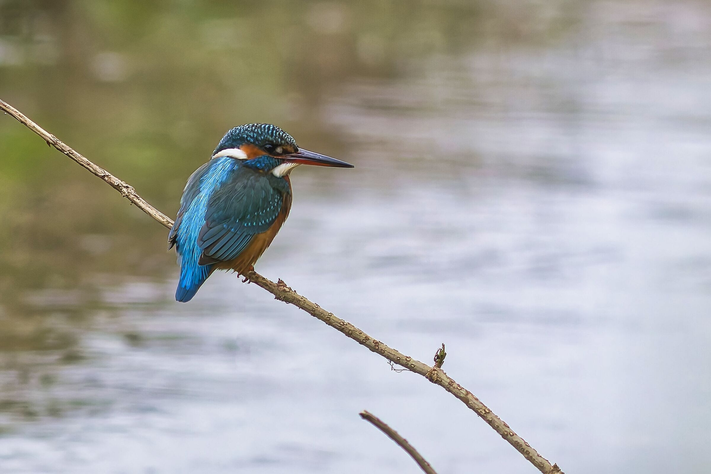 Kingfisher