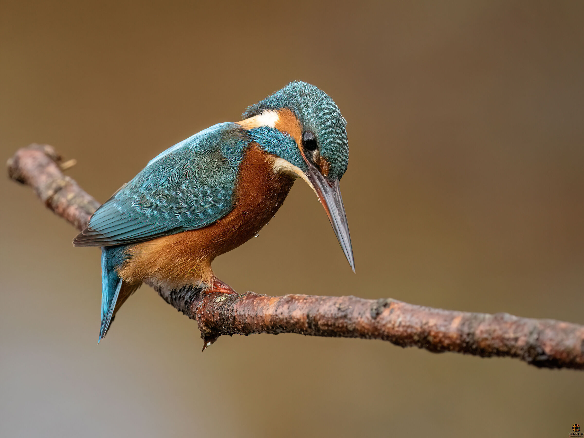 La Martina vergognosa