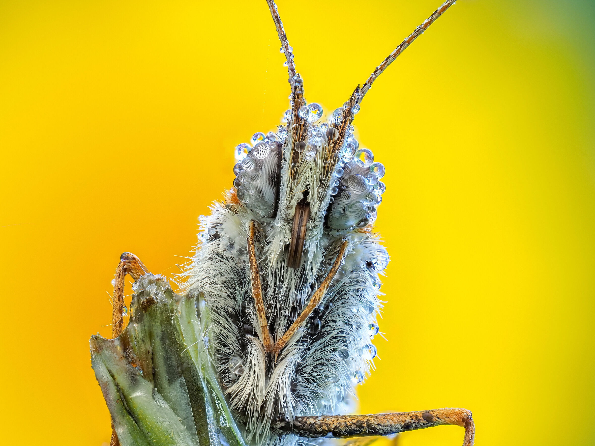 Melitaea sp.