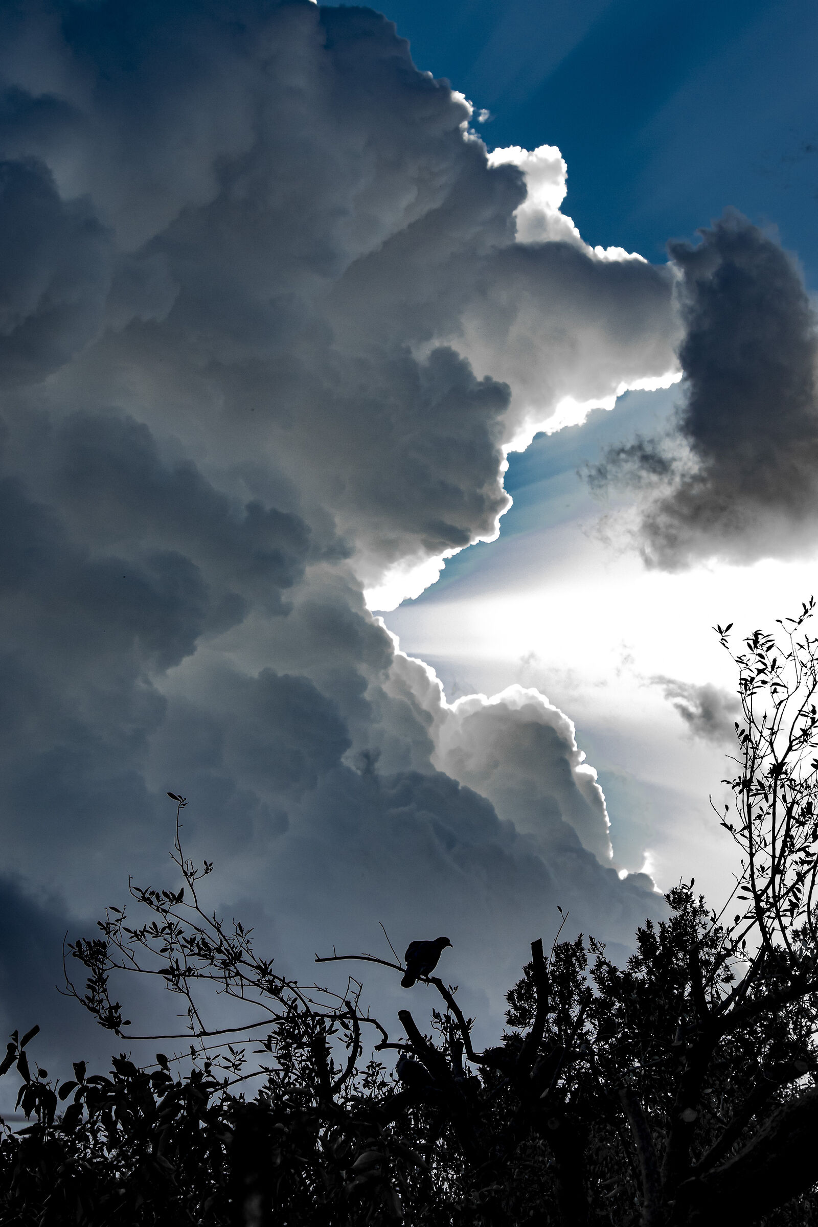 Appollaiato all'immensità