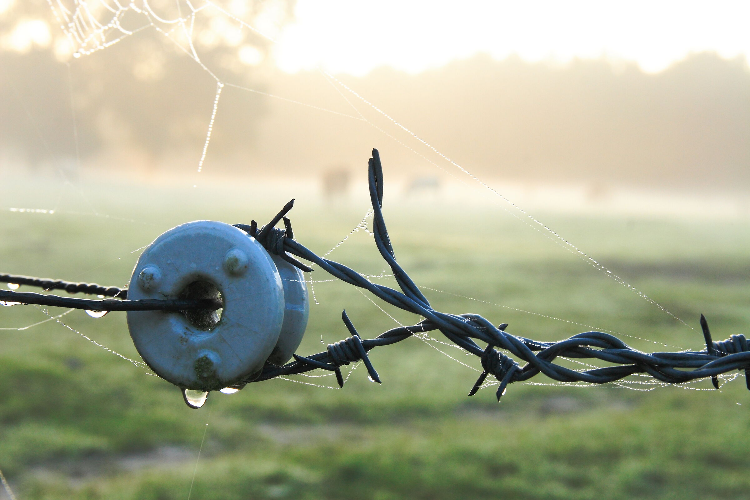 Dew at a Fence