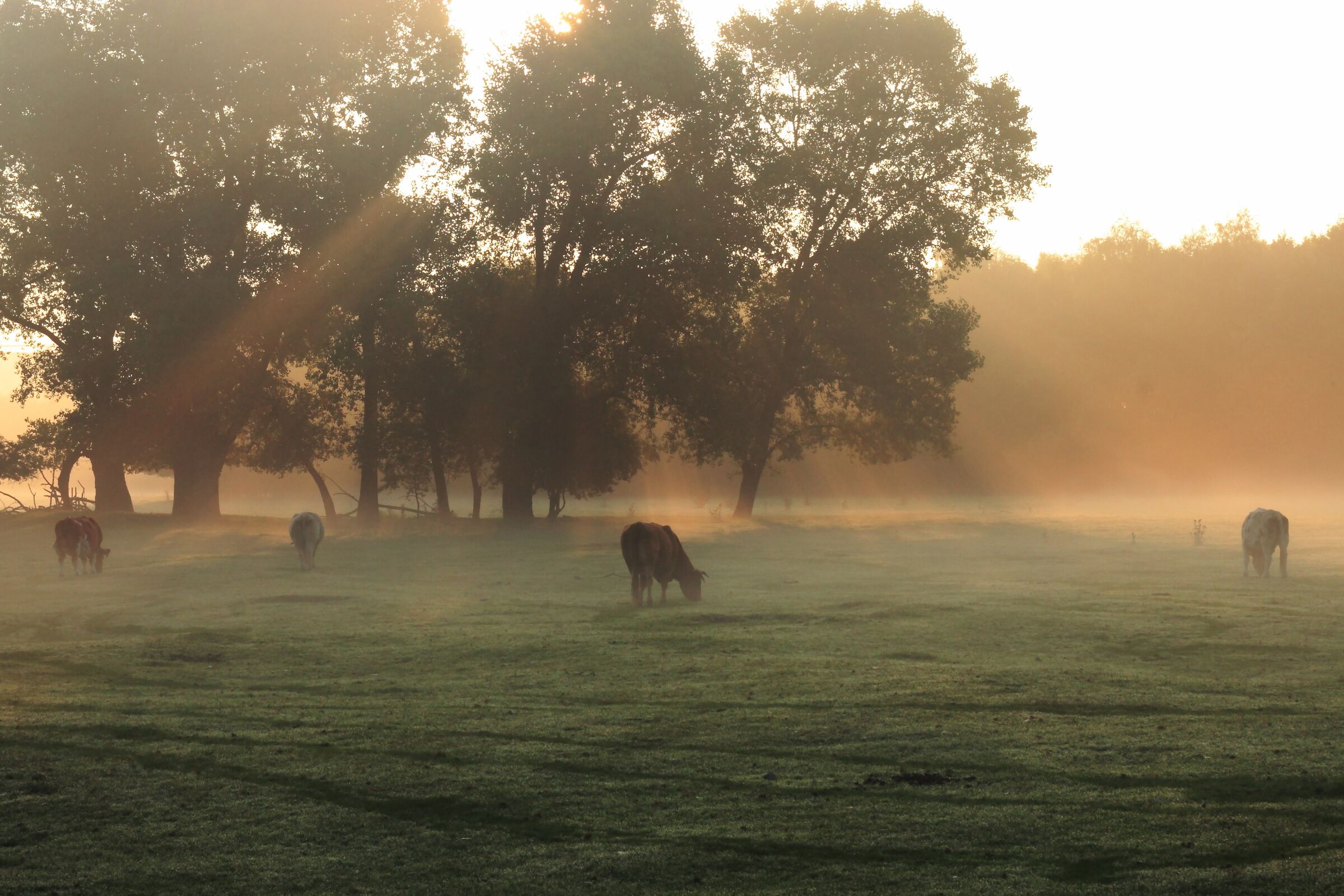 Pasture in the Morning