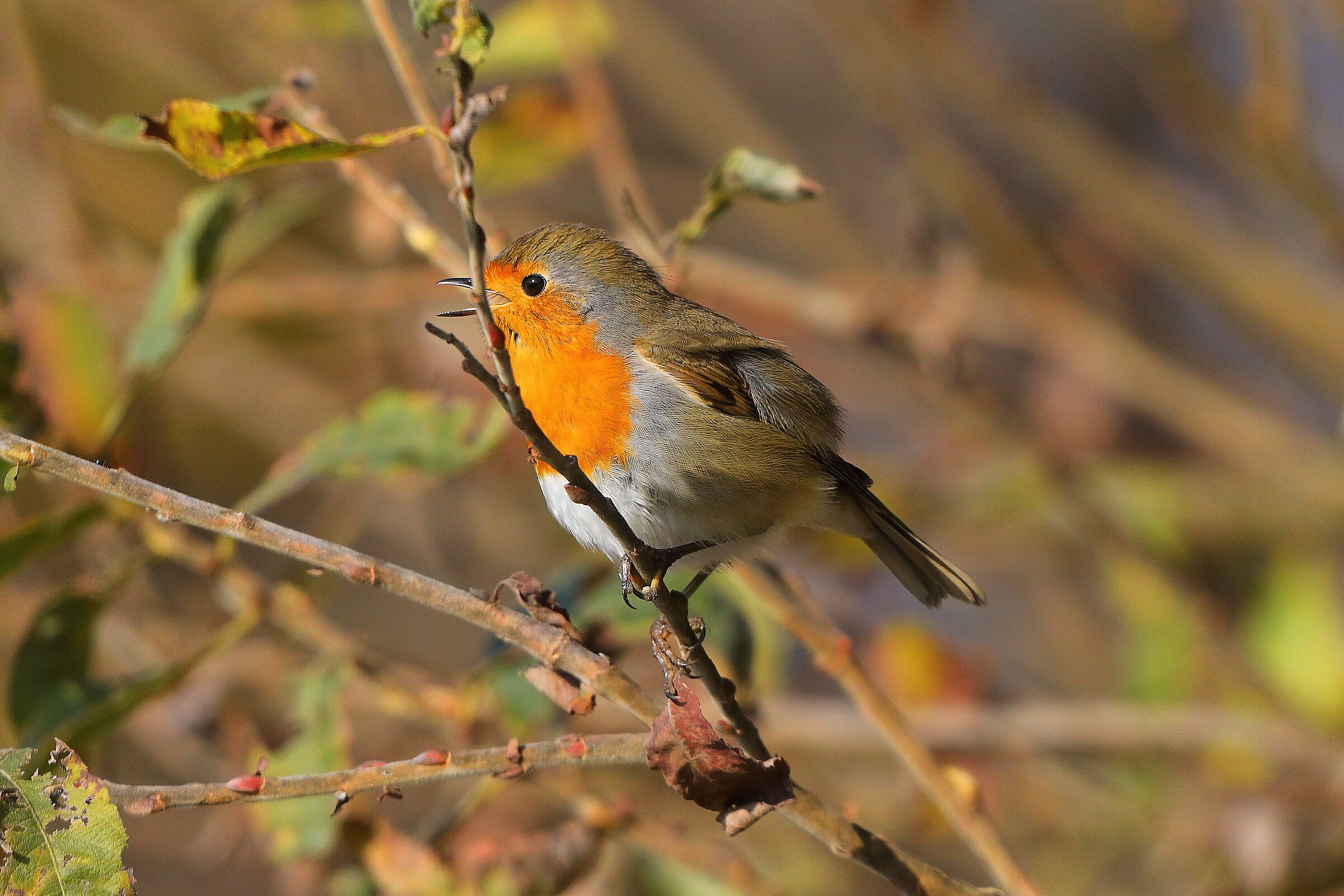 Pettirosso 15 novembre 2024 - 0131