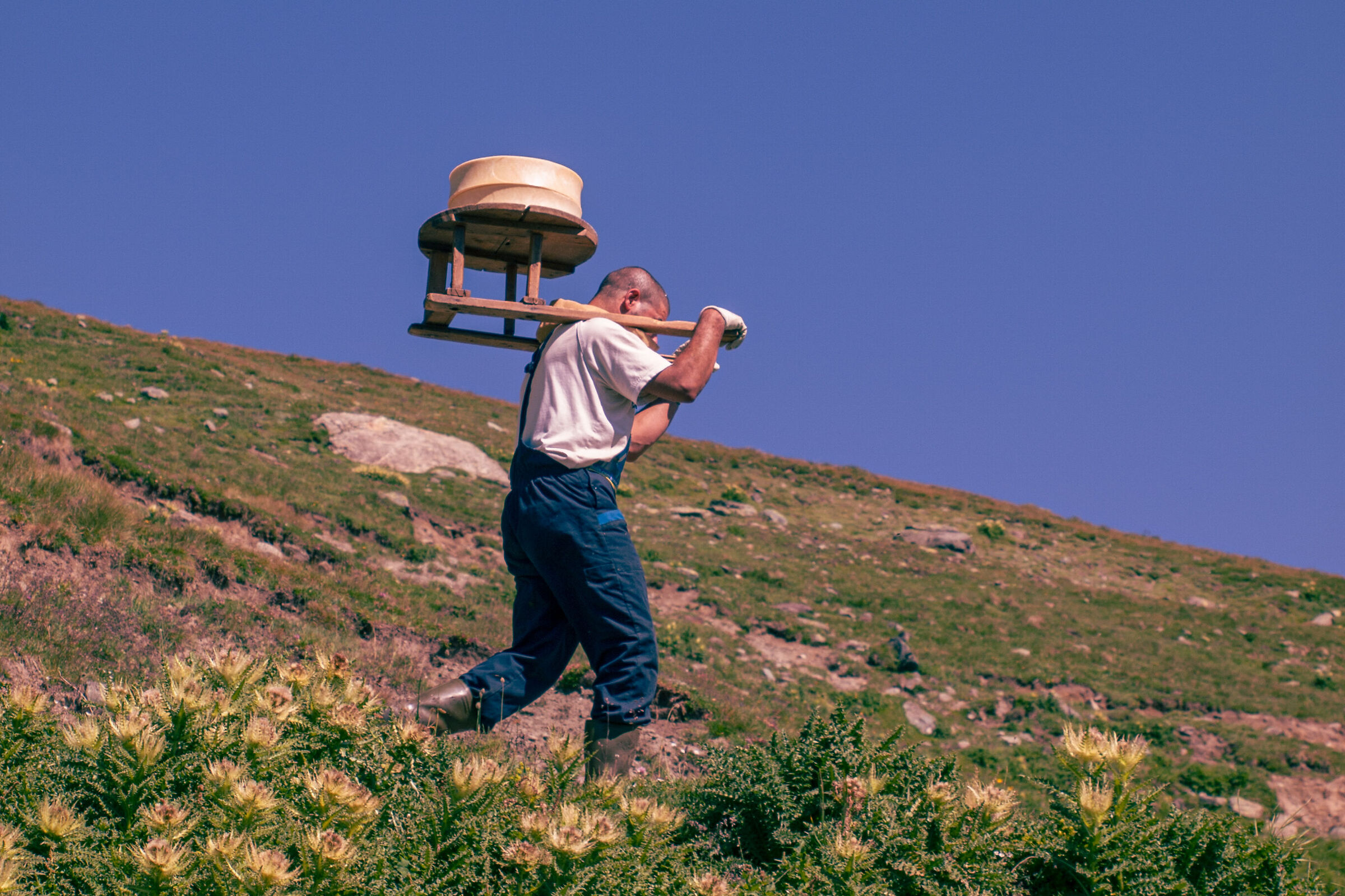 Fontina cheese on the shoulders