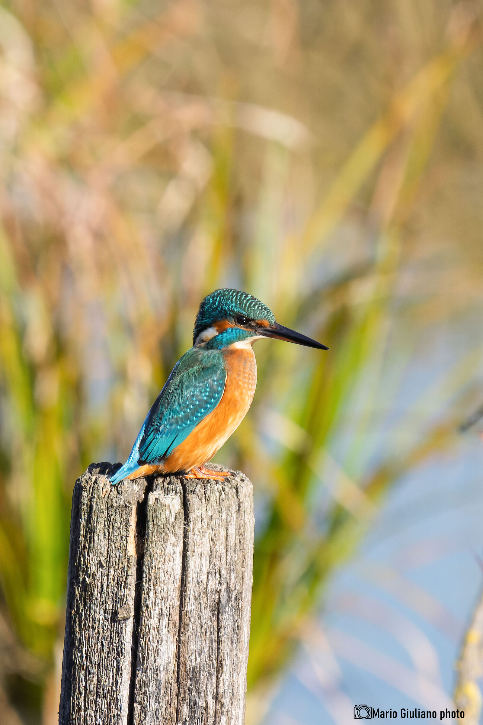 Kingfisher