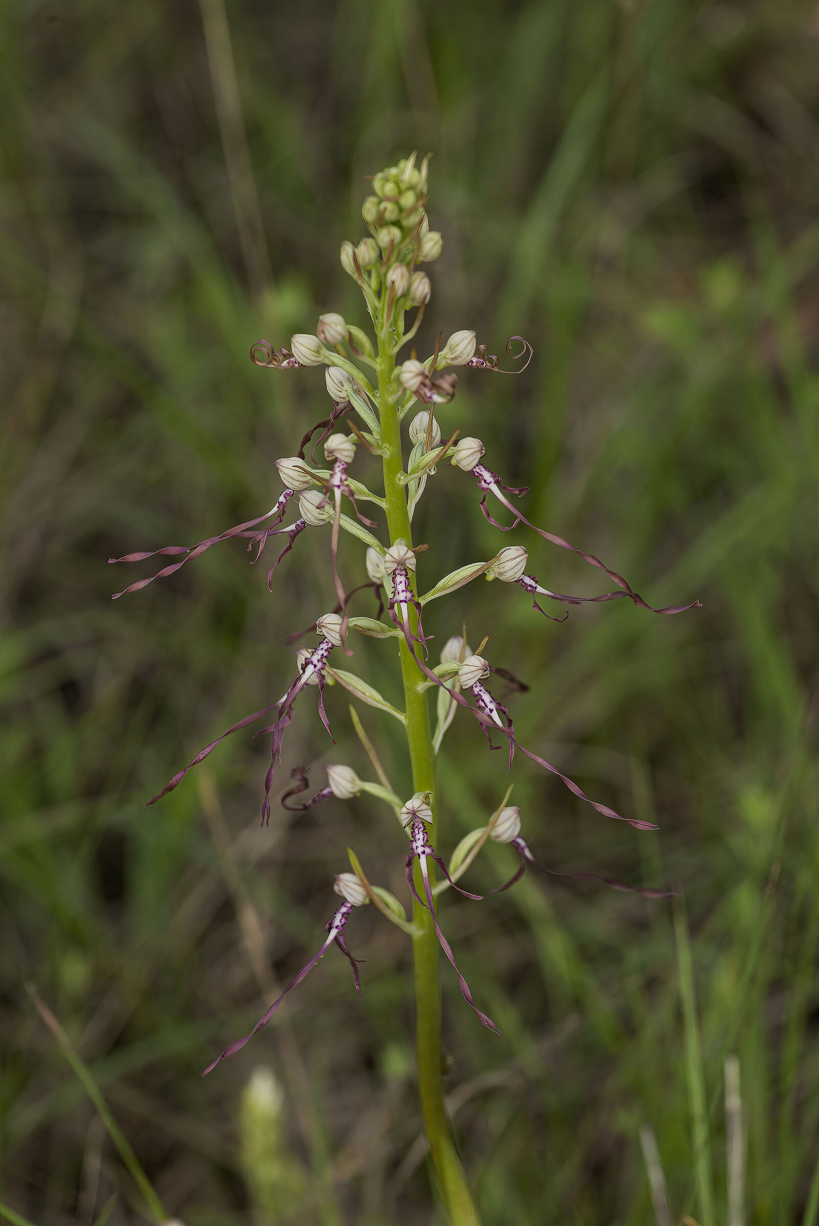 Himantoglossum adriaticum