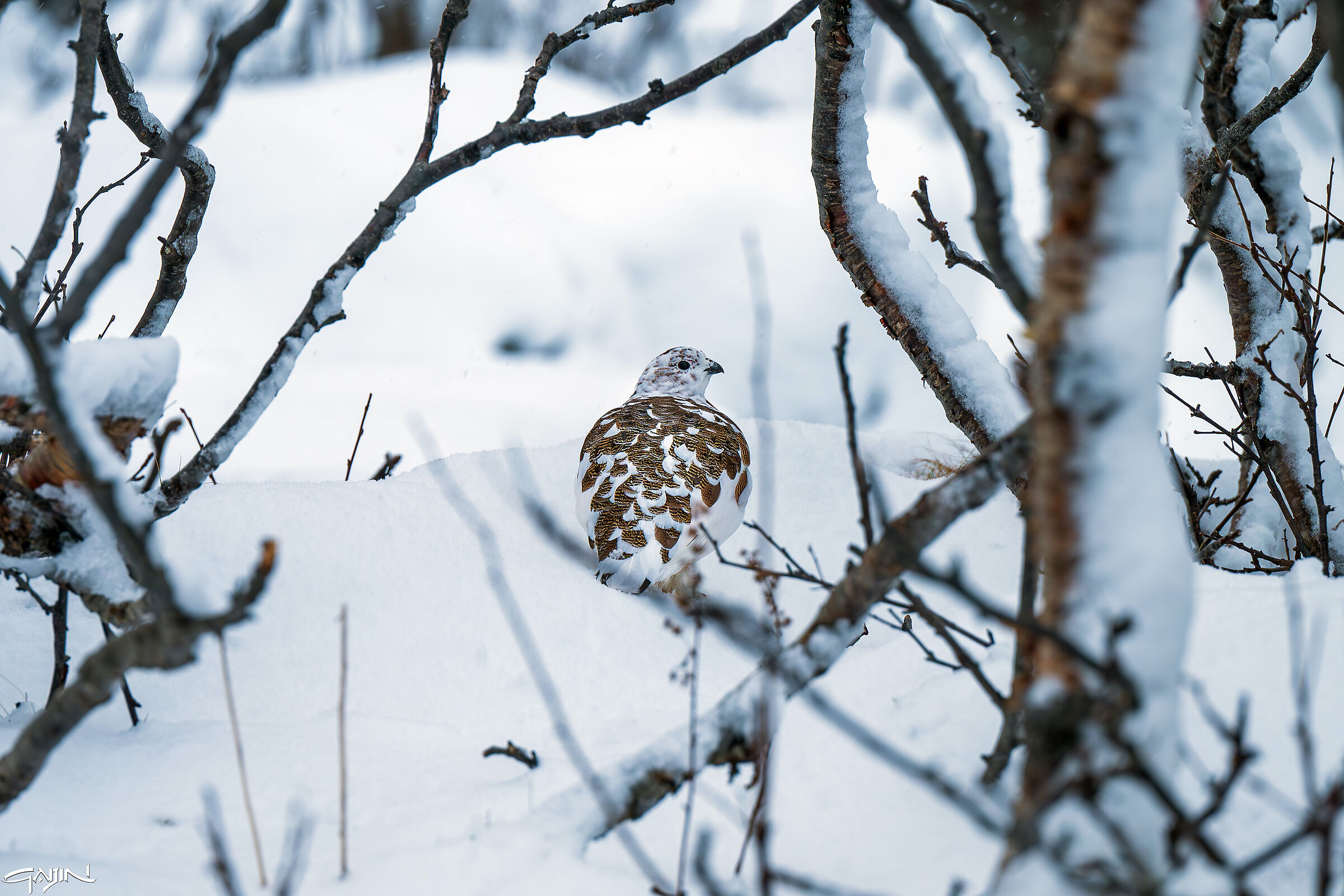 Ptarmigan