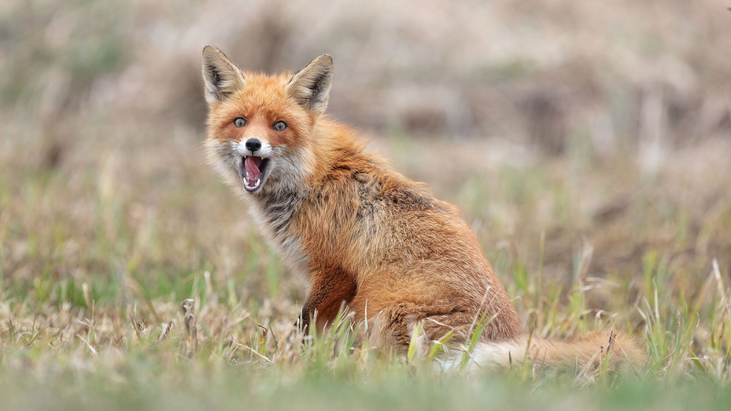 Vulpes vulpes