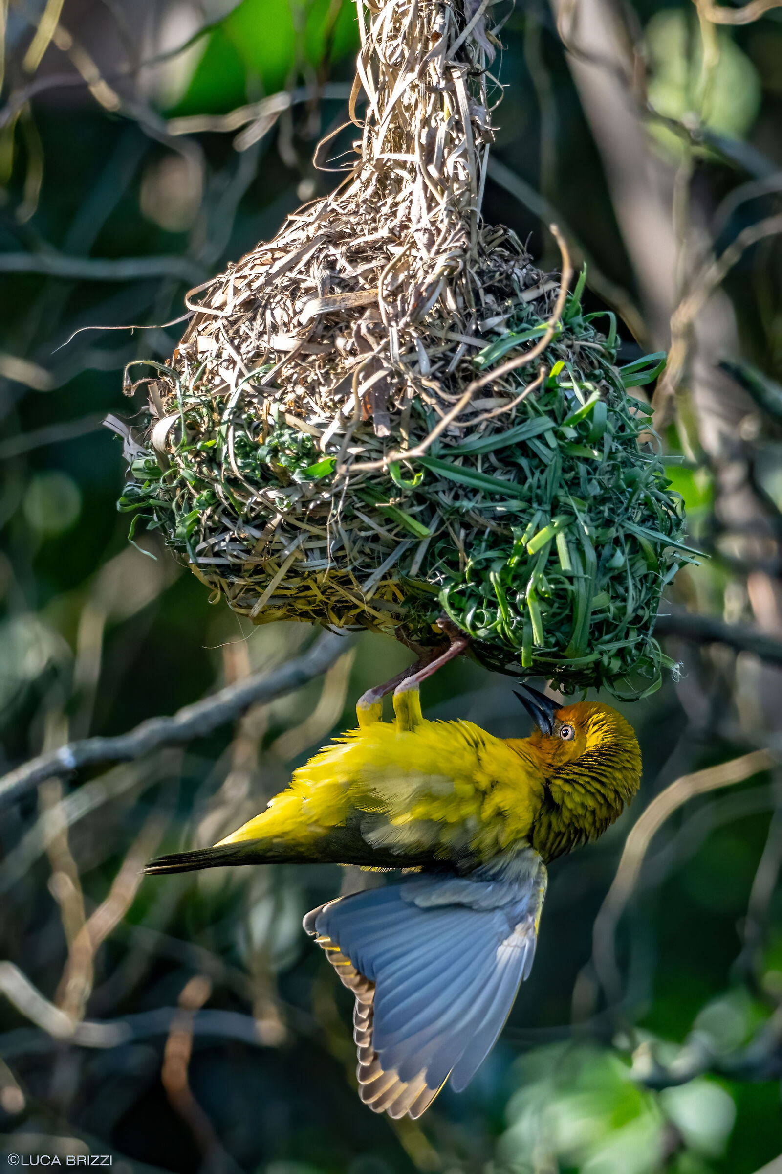 Golden Weaver